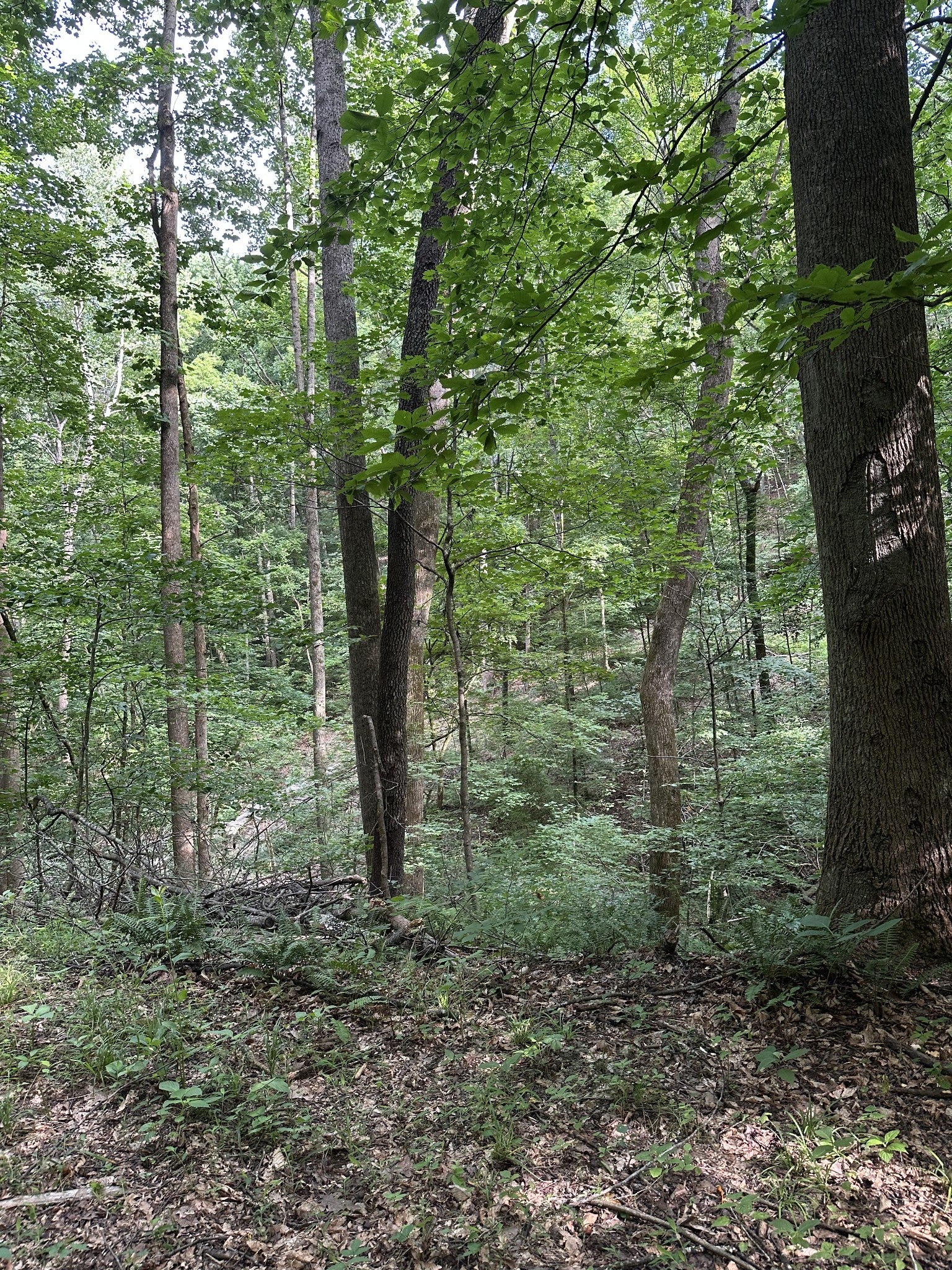 220 Selah Pvt Path