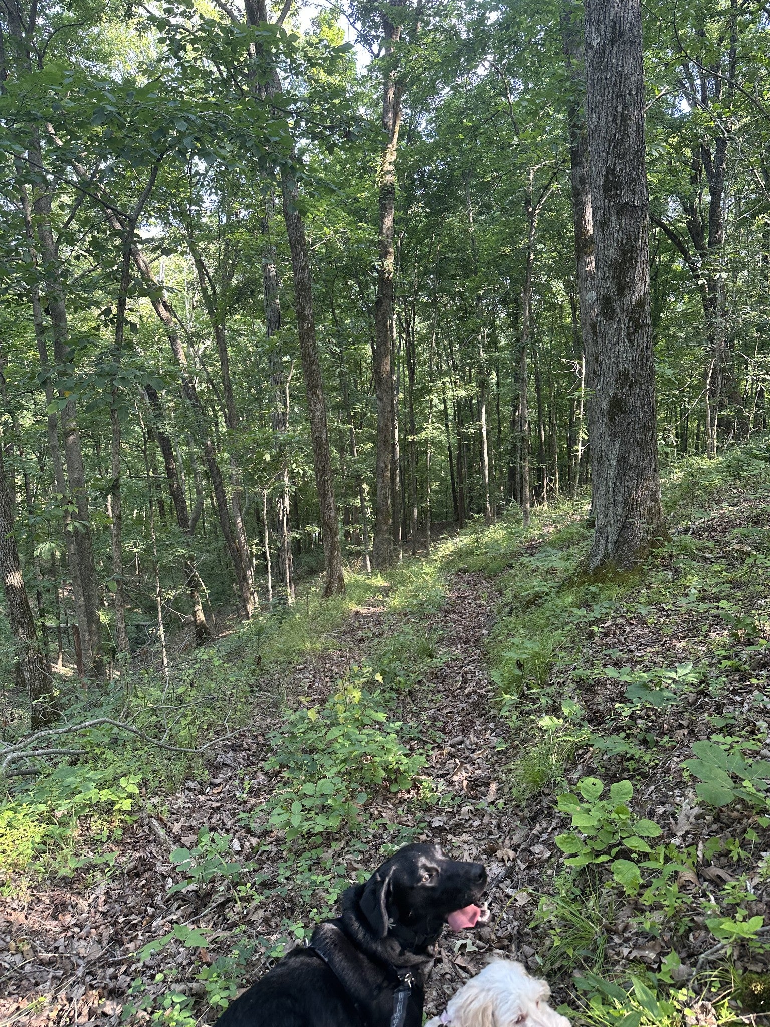 220 Selah Pvt Path
