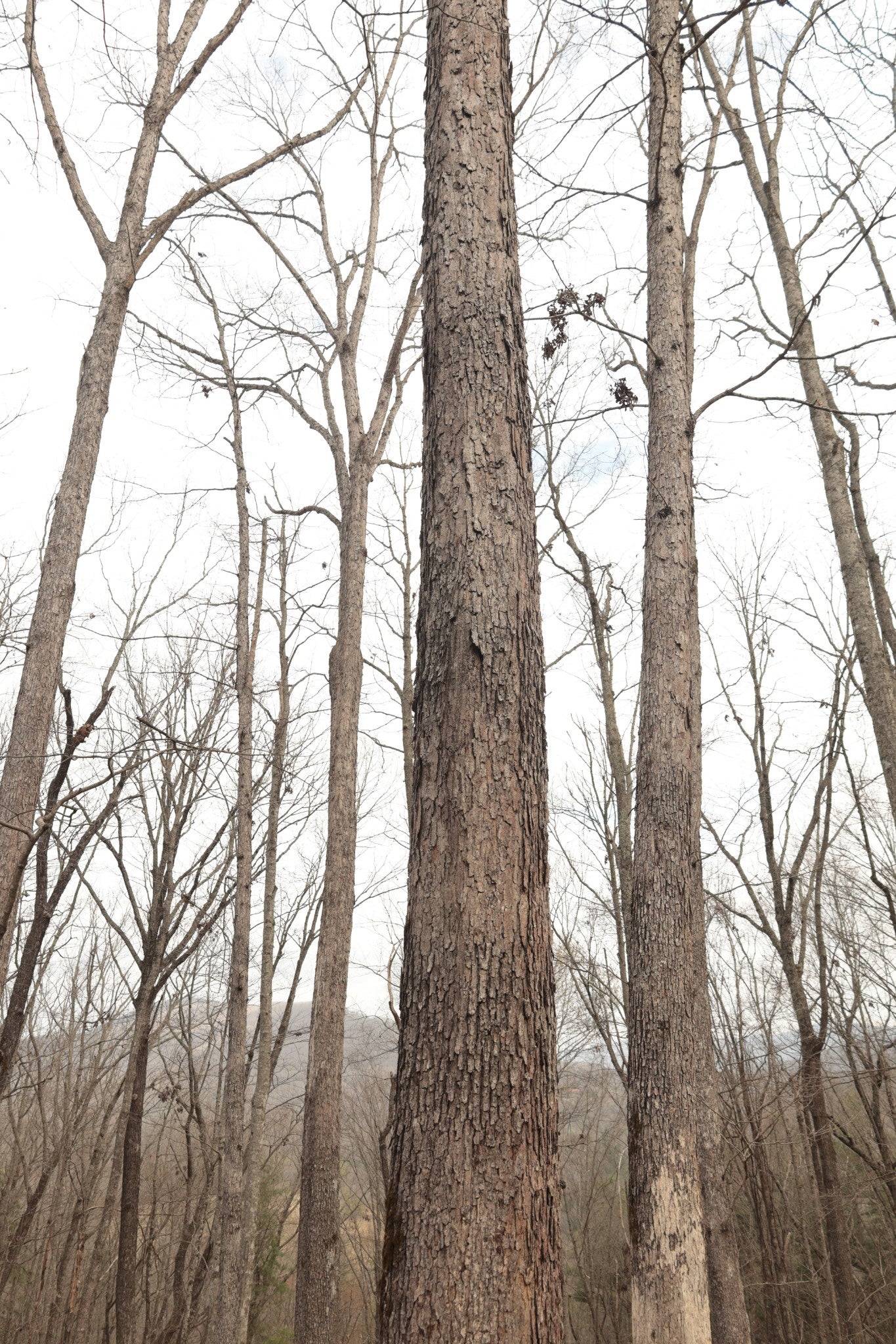0 Green Ridge Trail
