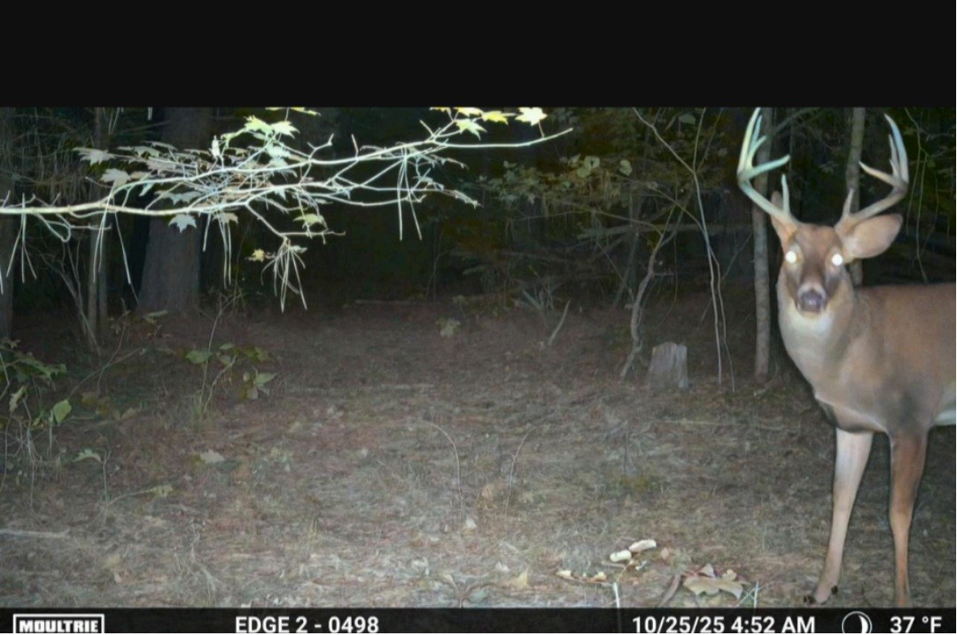 This big Guy is happy here, you will be too! Come and view this amazing Property for yourself!