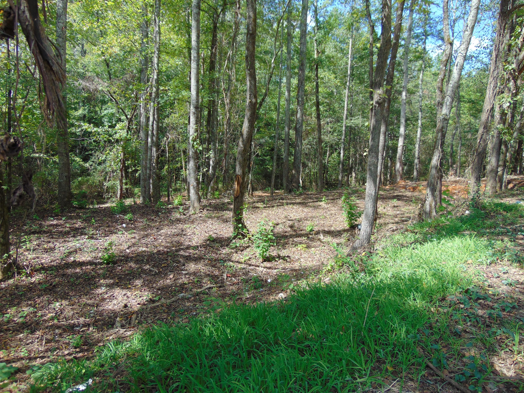 0 Alexander Springs Rd