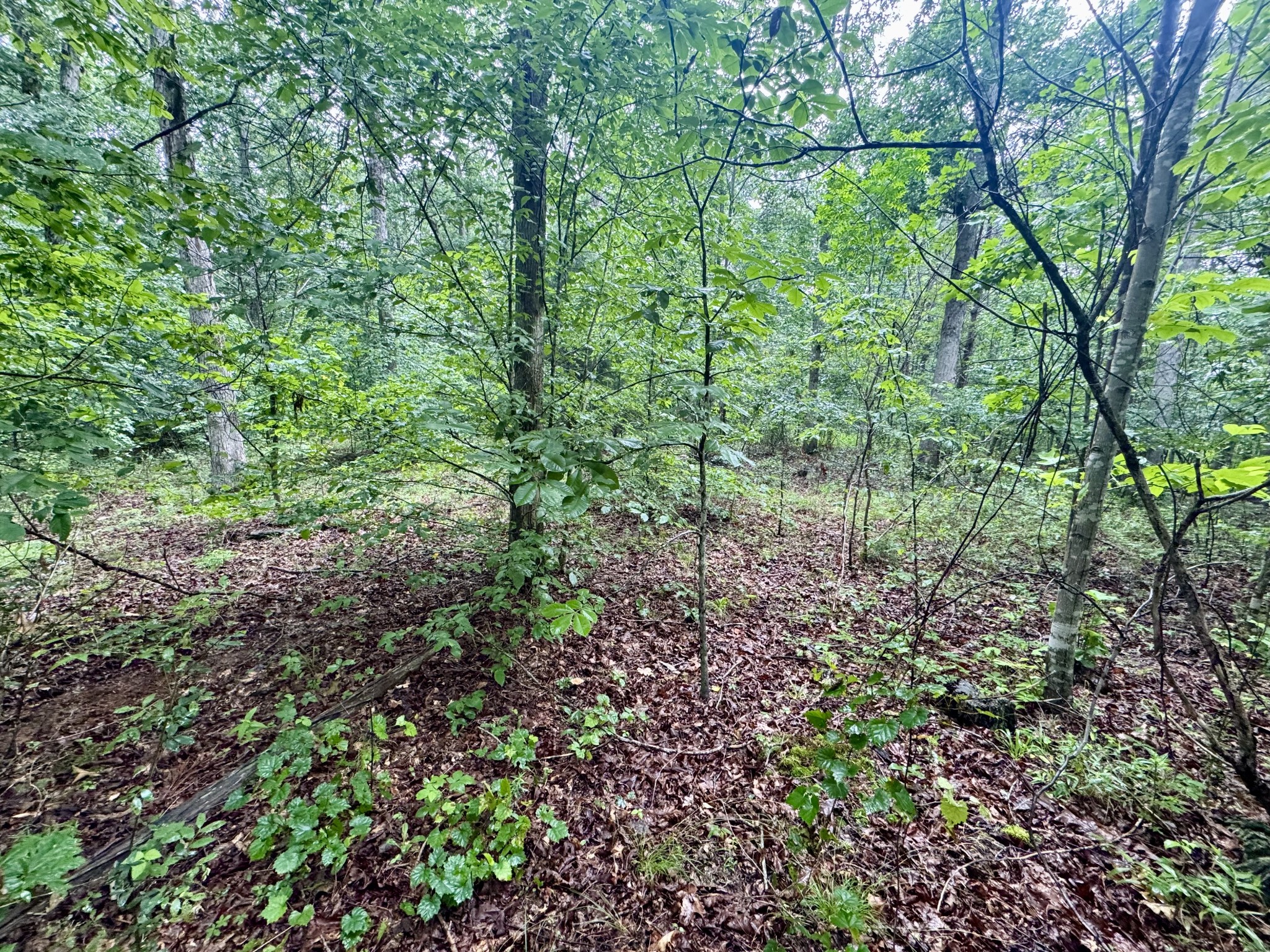929 Mason Bates Bend Rd