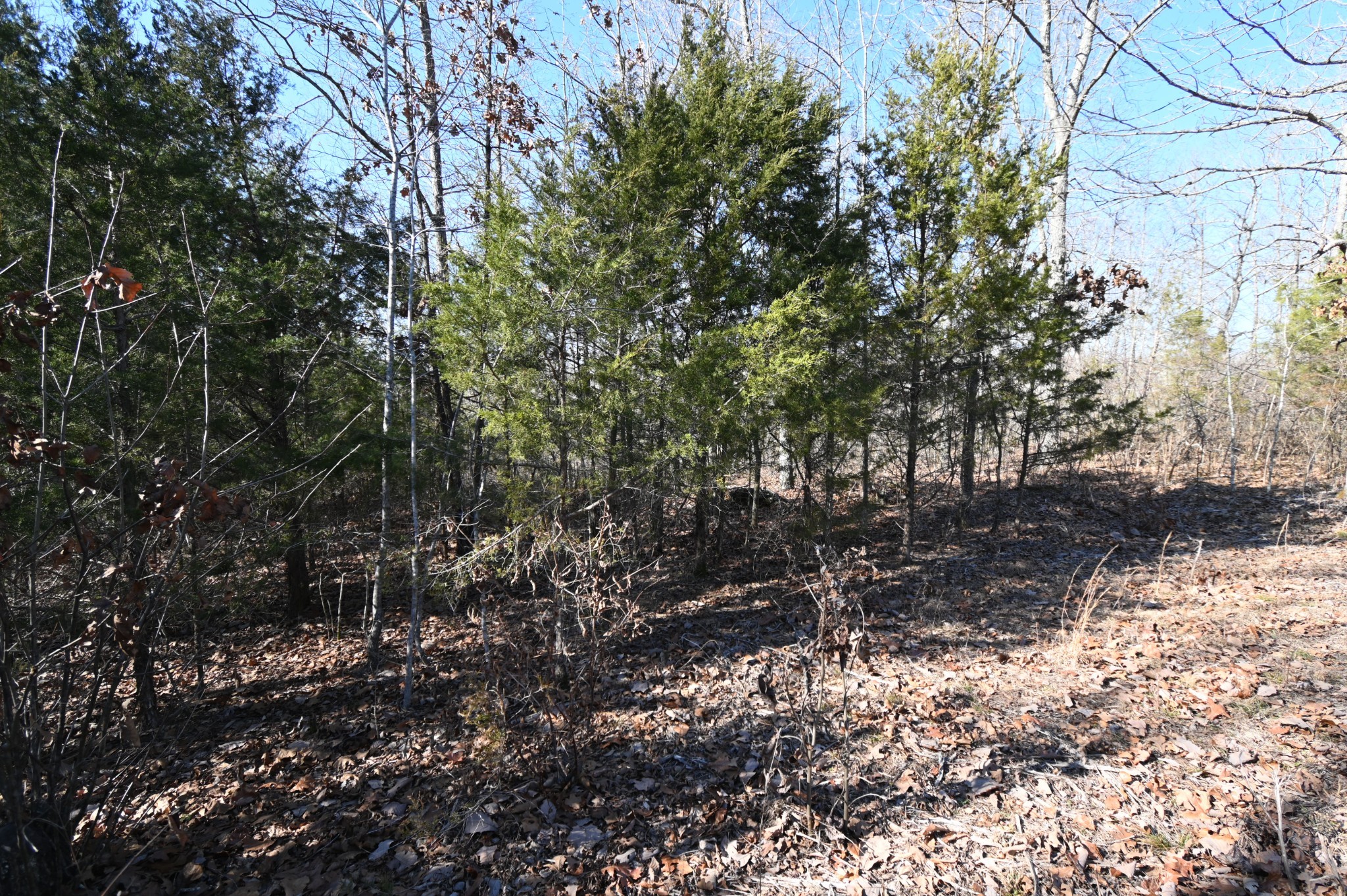 146 Wyatt Ln