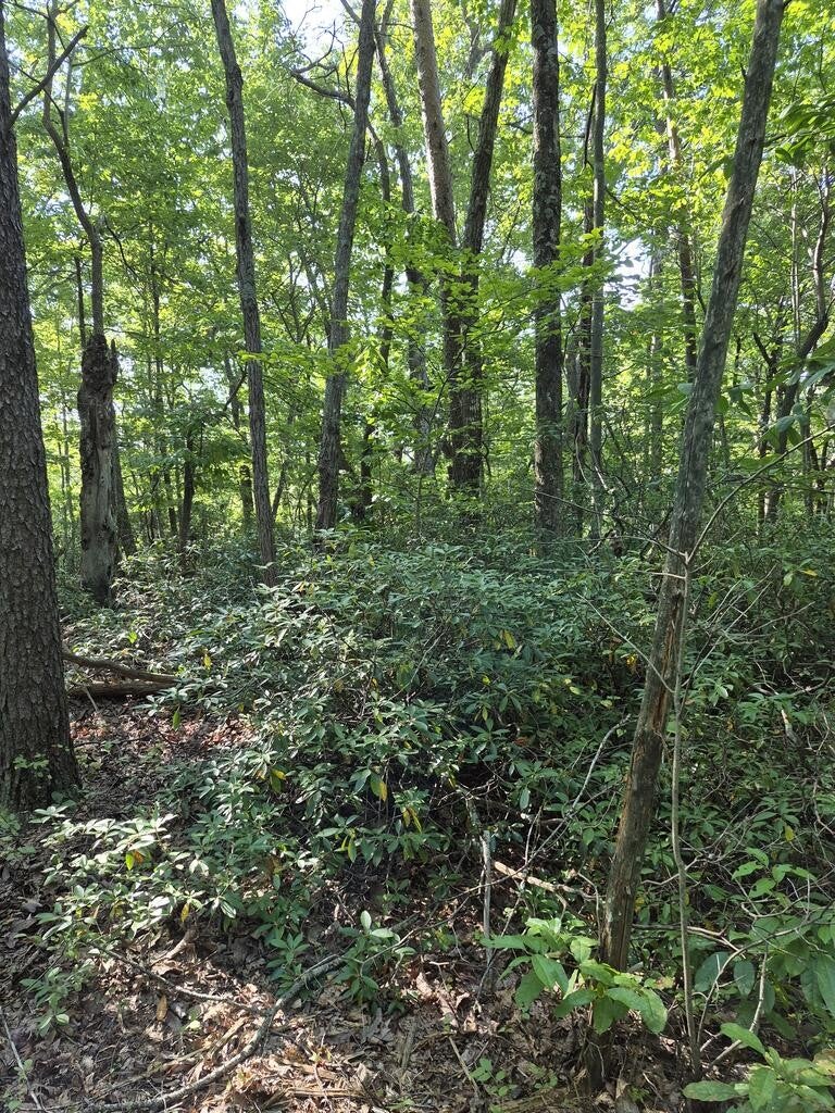435 Ridge Wood Dr