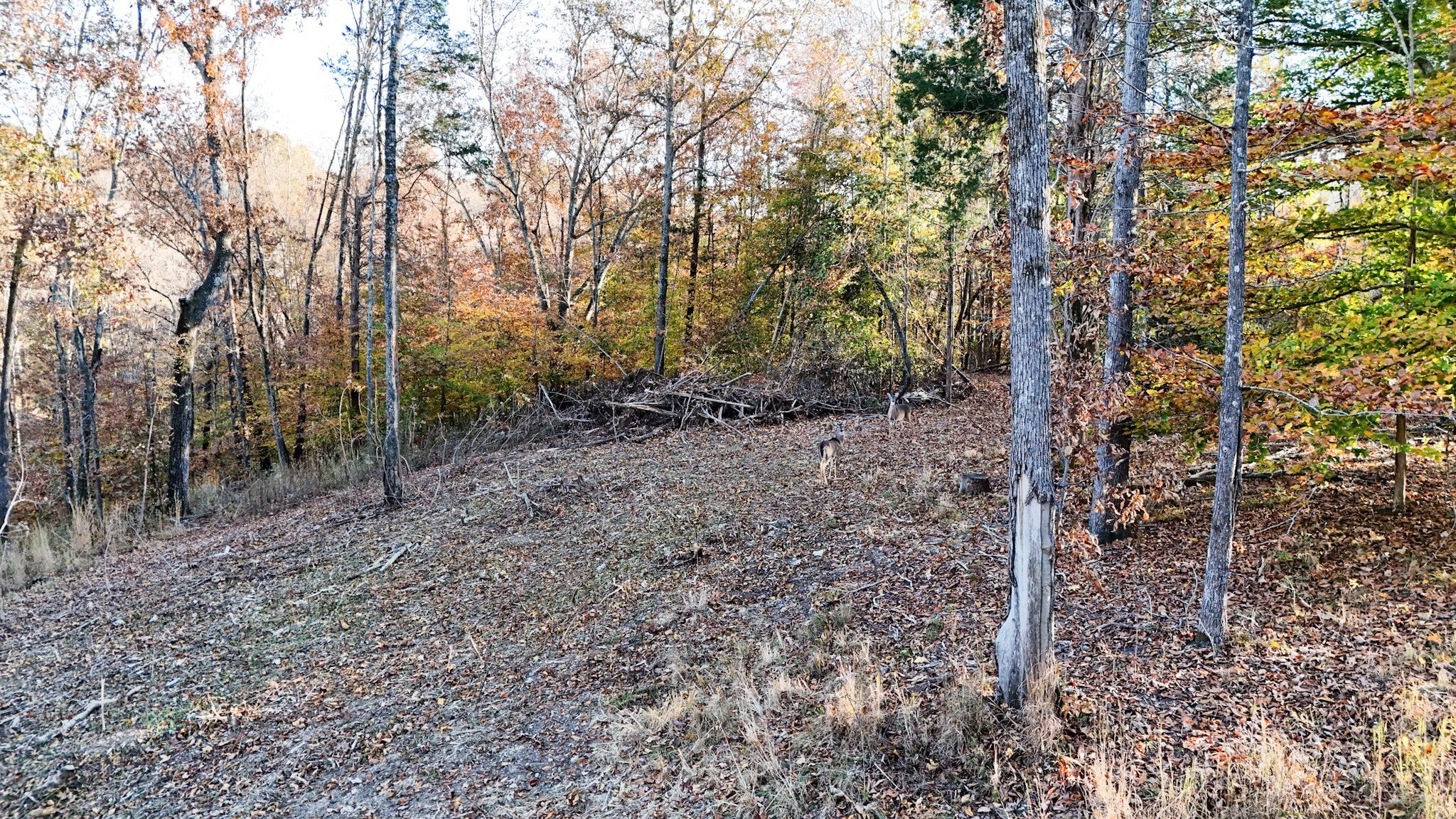 754 Chestnut Ridge Rd