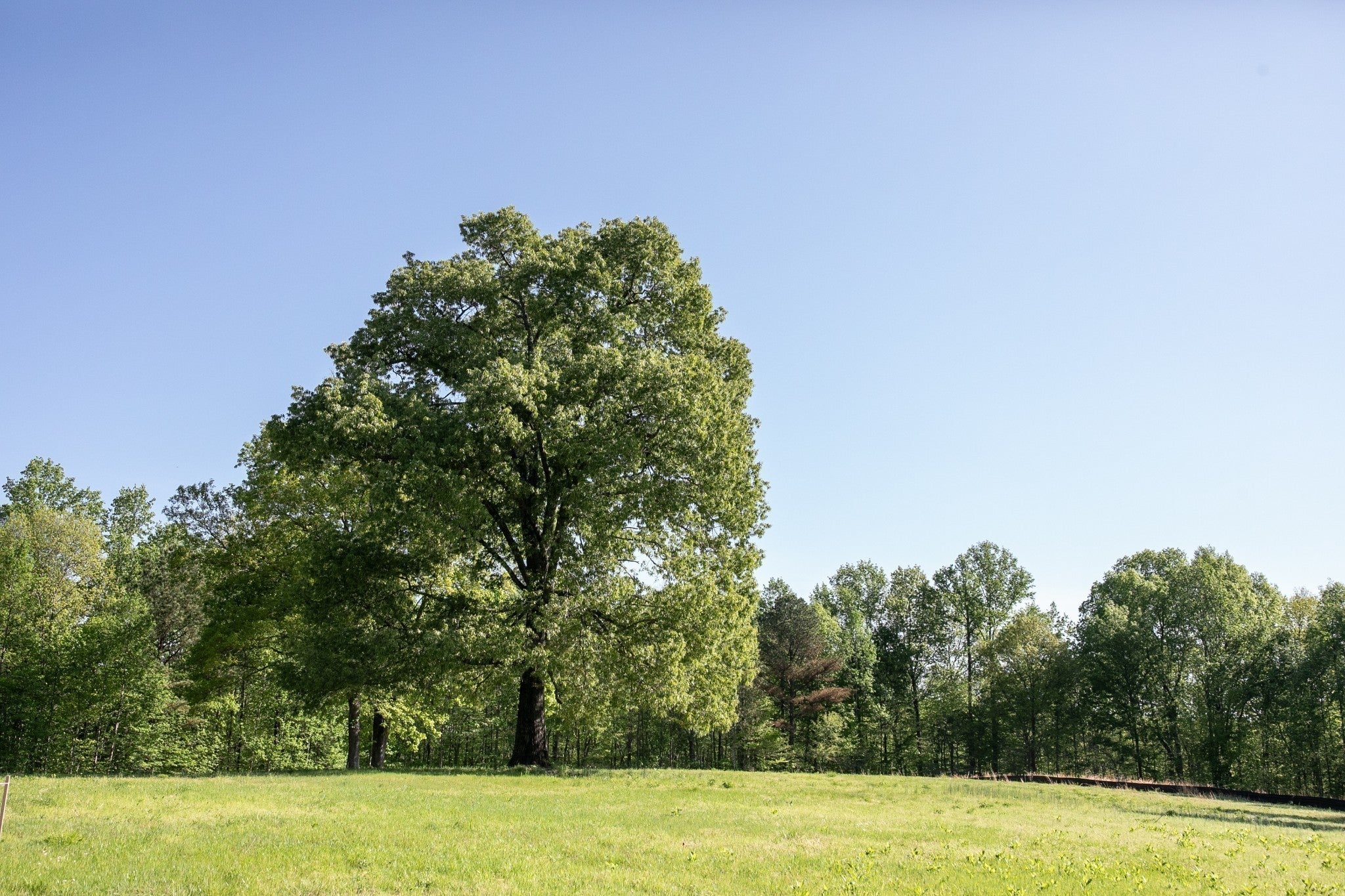 0 Pinewood Road, Franklin TN 37064 0-bed lot, photo 2 of 24