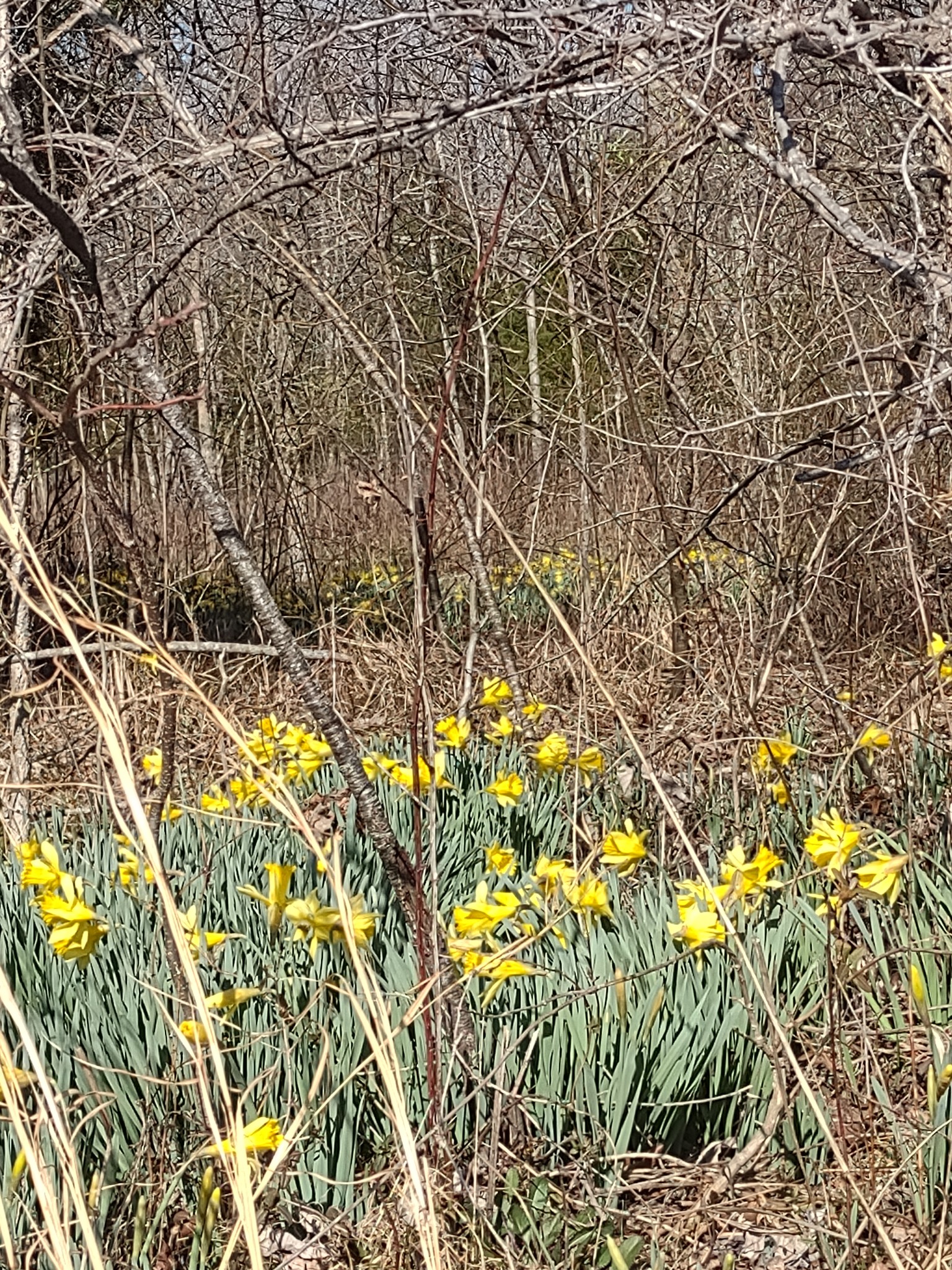 0 Cowhorne Hollow Rd