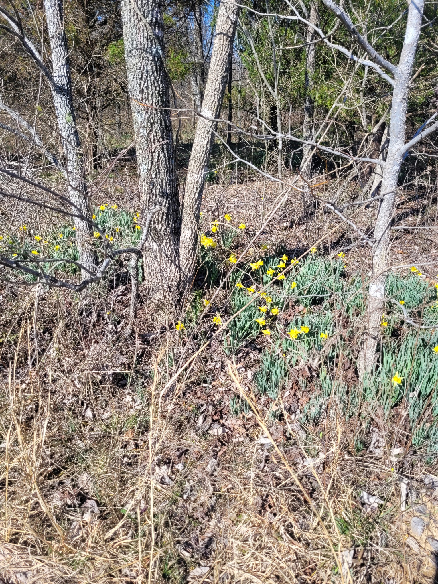 0 Cowhorne Hollow Rd