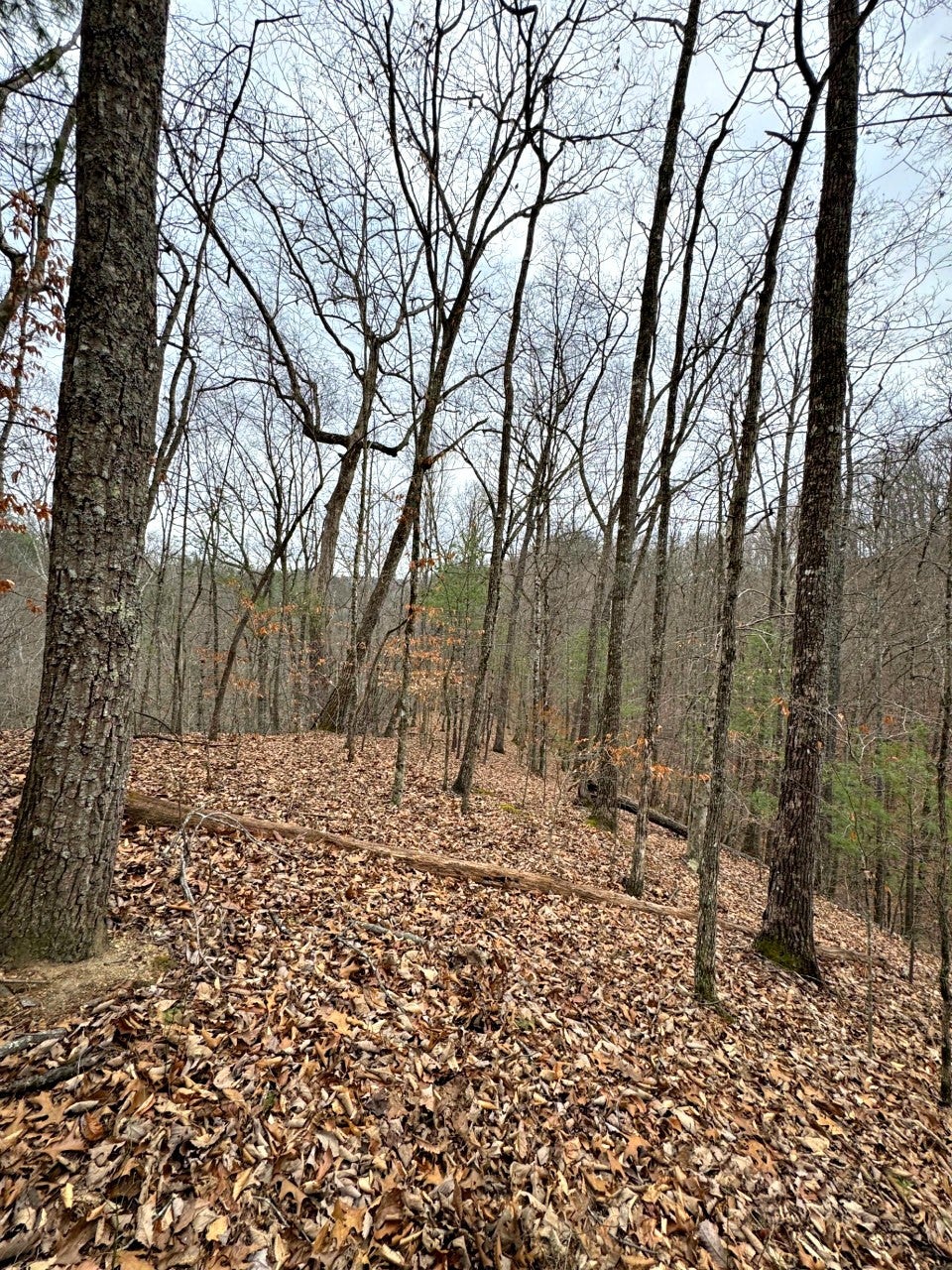 520 Johnny Carrier Hollow Rd