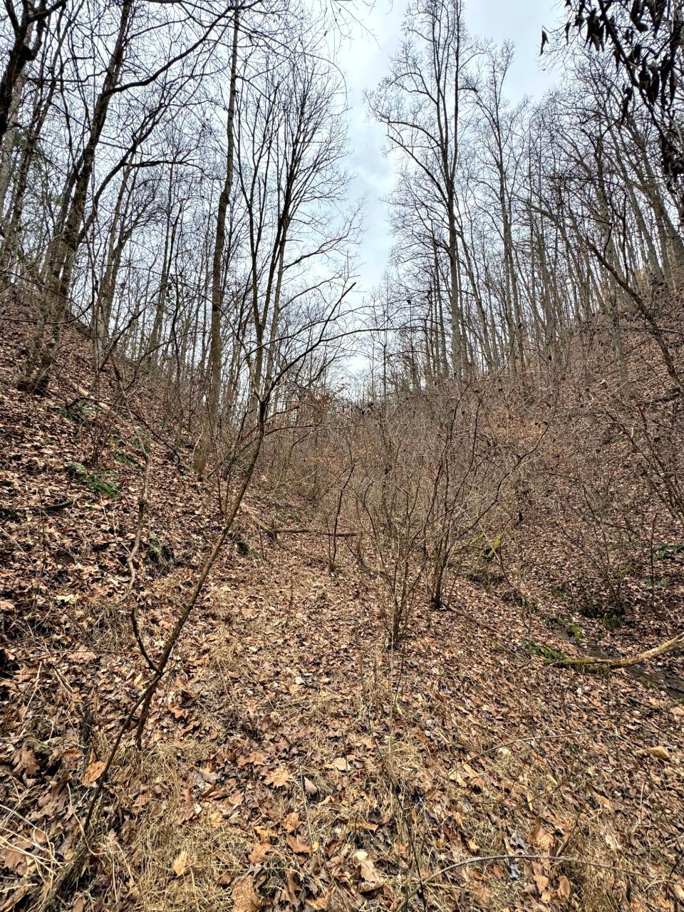 520 Johnny Carrier Hollow Rd
