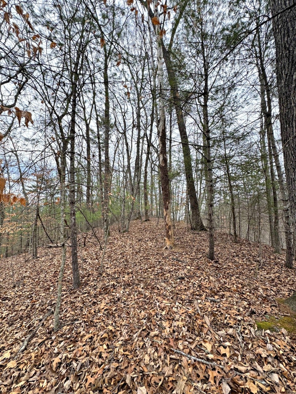 520 Johnny Carrier Hollow Rd
