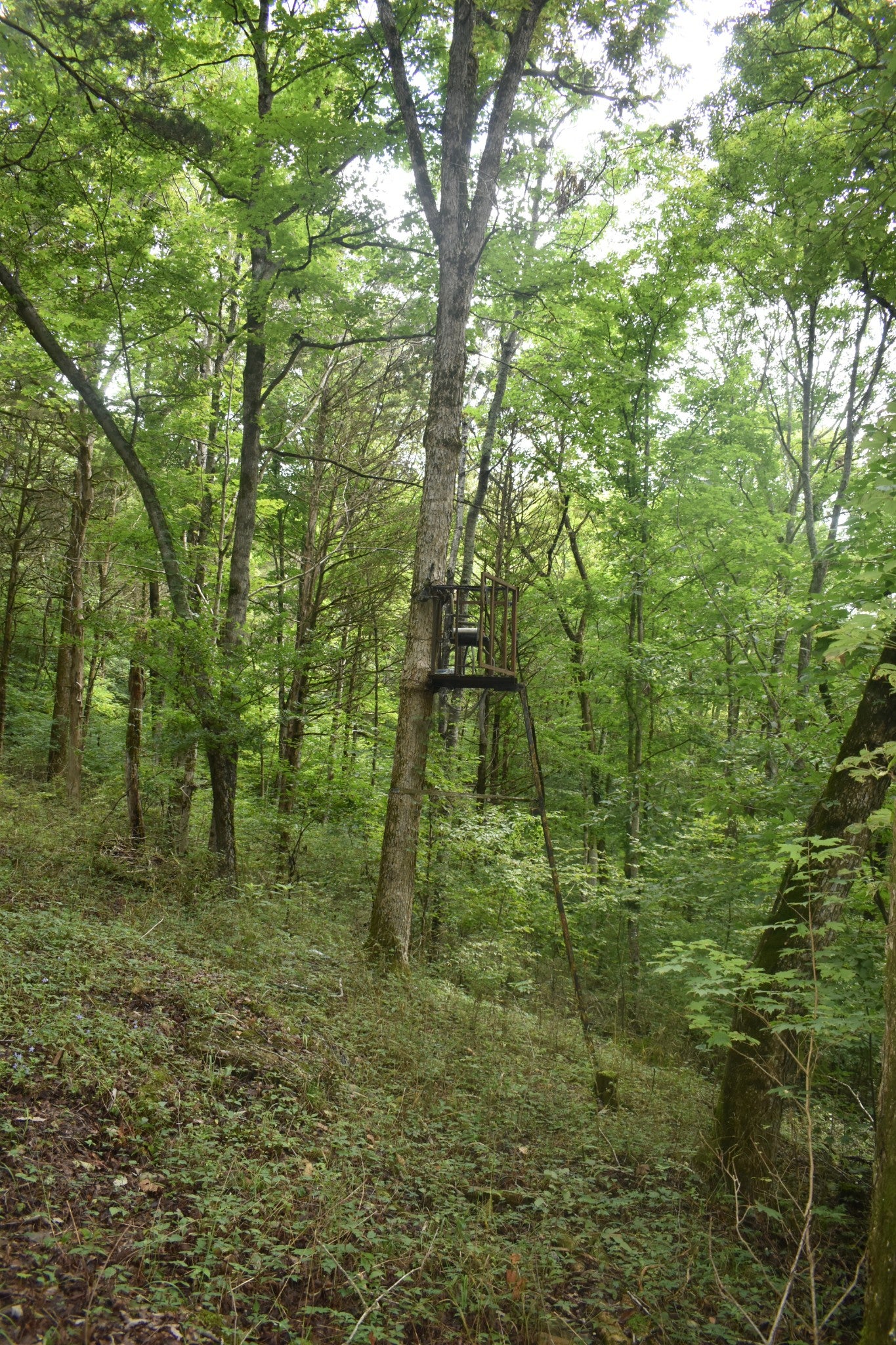 Photo 1 of 16 — 0 Ben Gentry Ln, Elmwood, TN 38560
