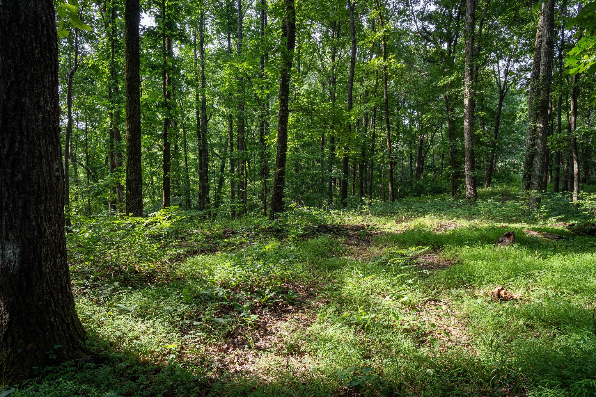 0 Chinkapin Ln, Franklin TN 37064 0-bed lot, photo 19 of 30