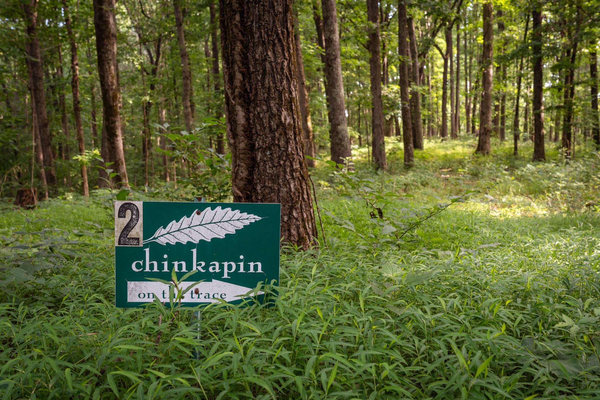 0 Chinkapin Ln, Franklin TN 37064 0-bed lot, photo 8 of 30