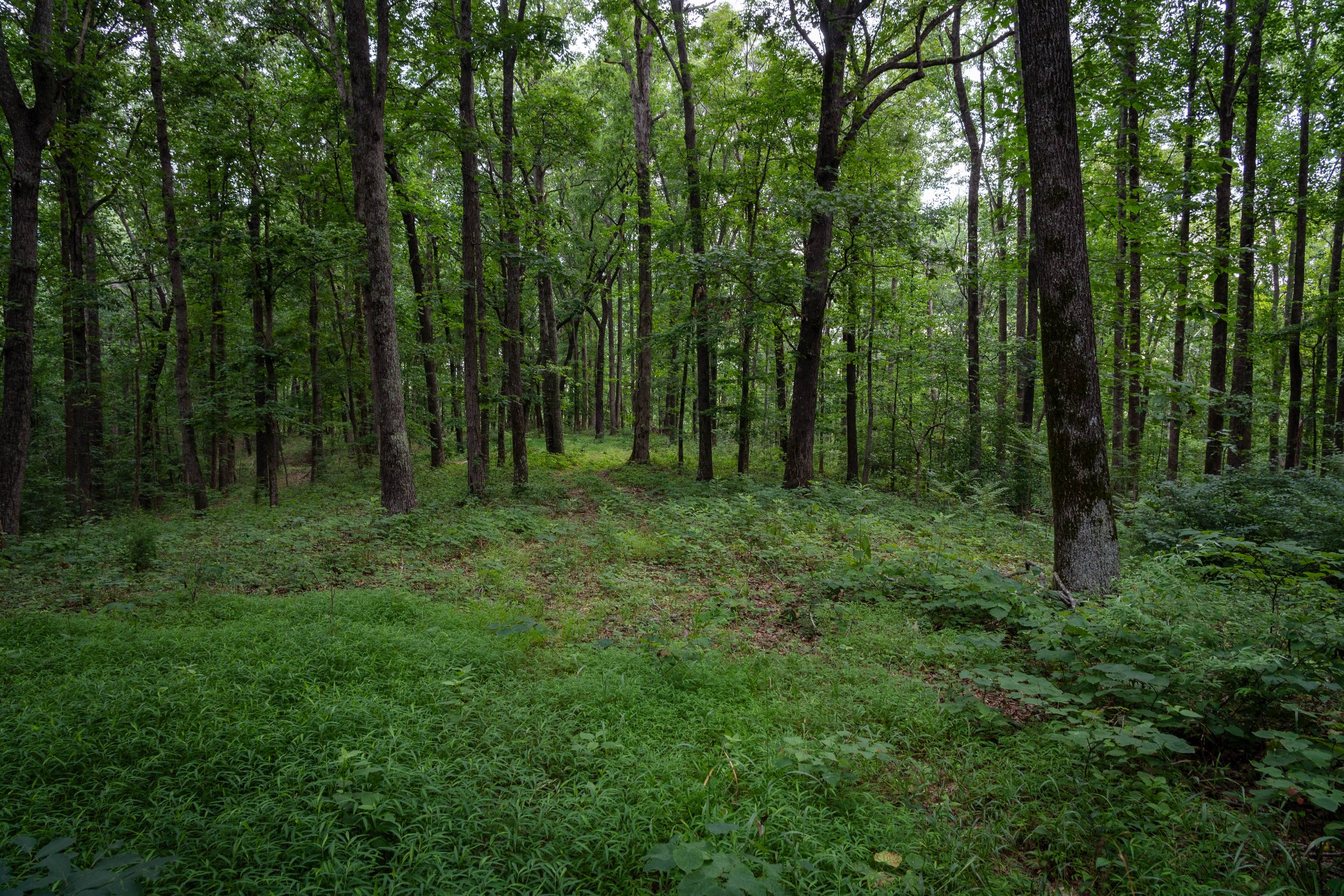 0 Chinkapin Ln, Franklin TN 37064 0-bed lot, photo 10 of 30