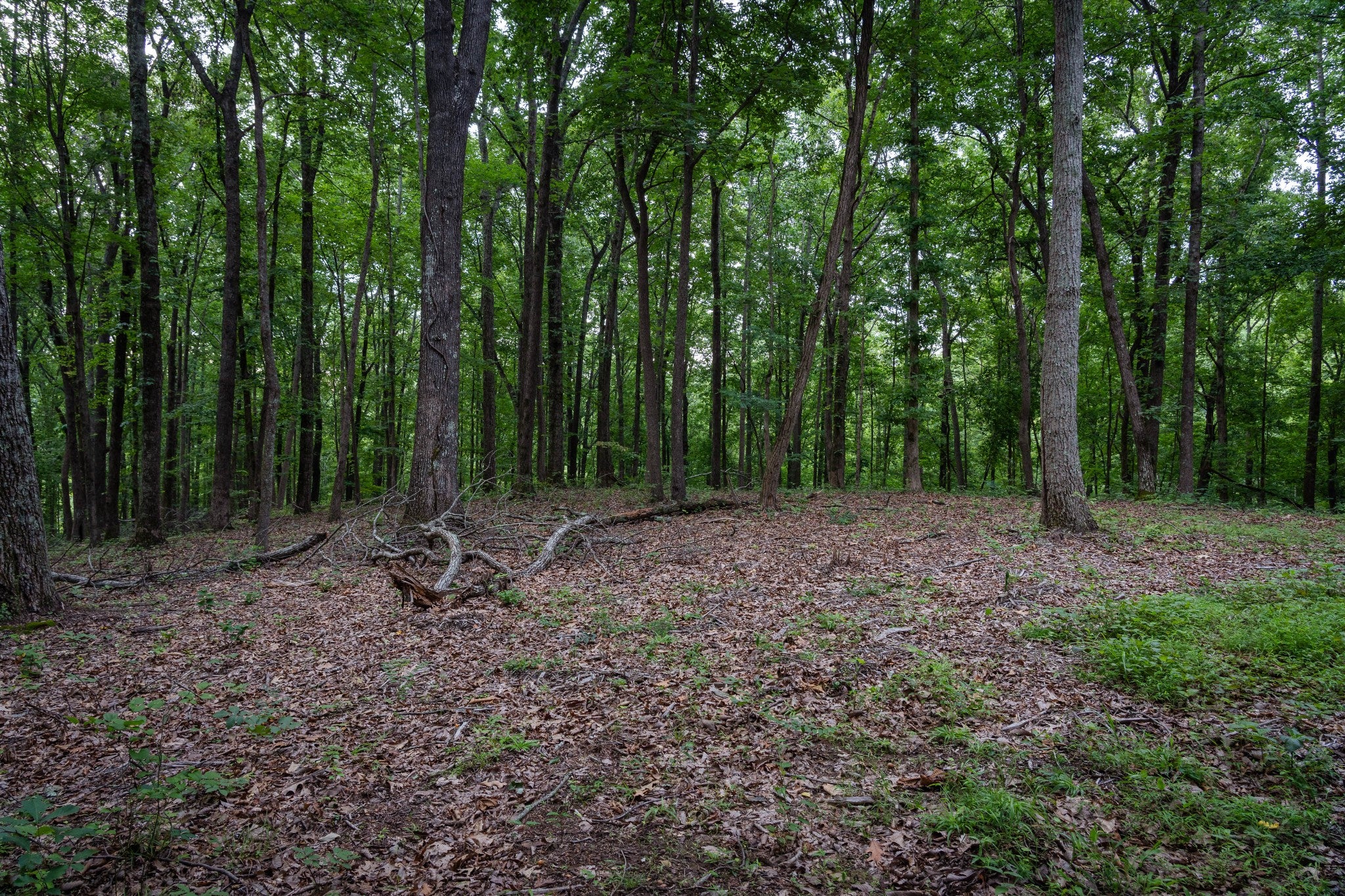 0 Chinkapin Ln, Franklin TN 37064 0-bed lot, photo 15 of 30