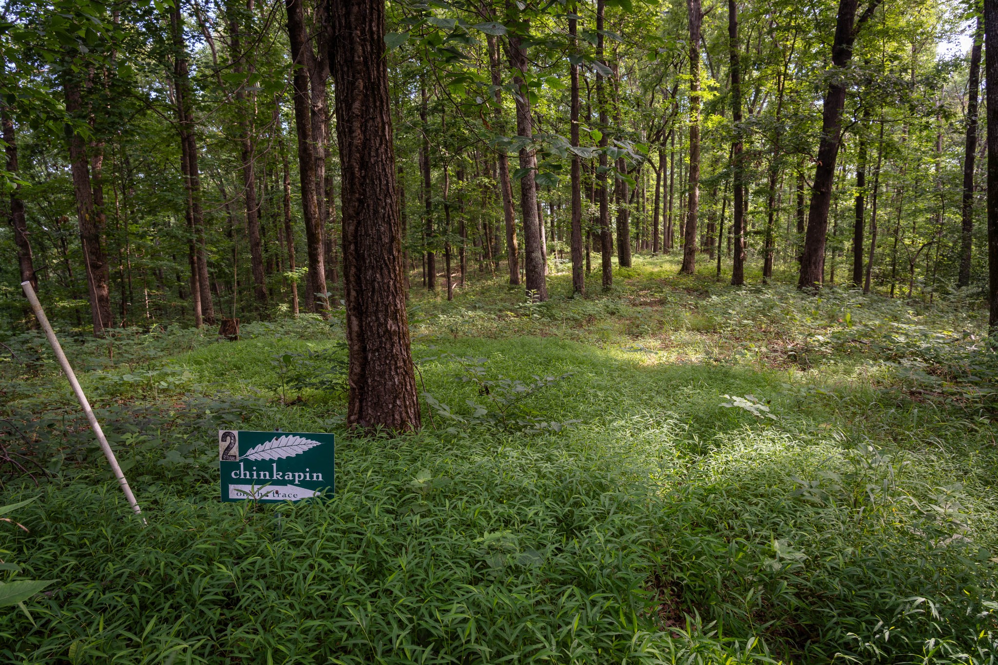 0 Chinkapin Ln, Franklin TN 37064 0-bed lot, photo 17 of 30