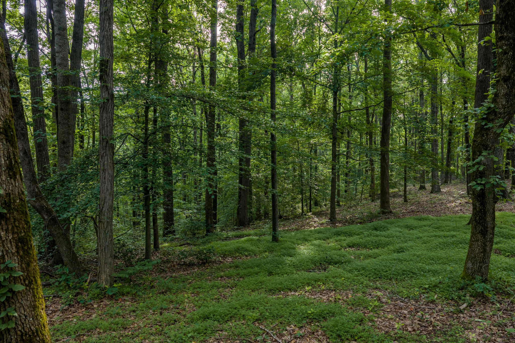 0 Chinkapin Ln, Franklin TN 37064 0-bed lot, photo 30 of 30