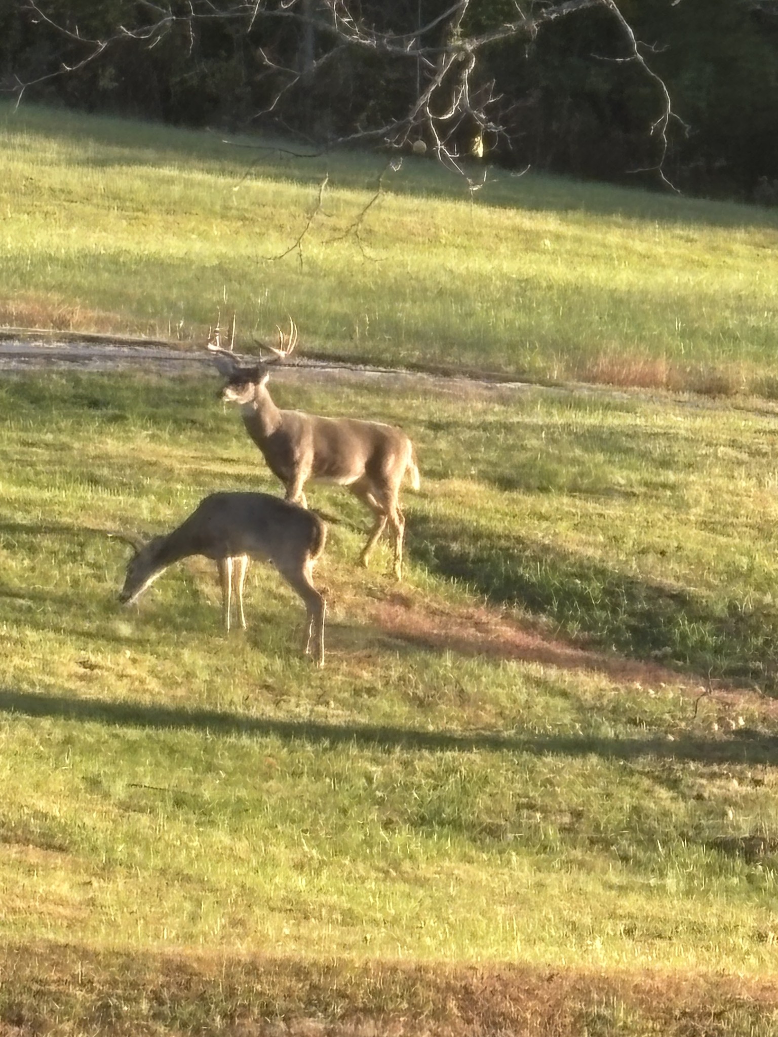 5946 SE Tater Peeler Rd