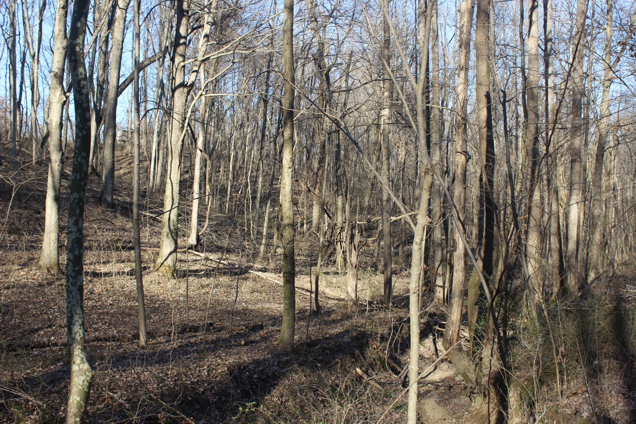 1784 Shrum Cemetery Rd