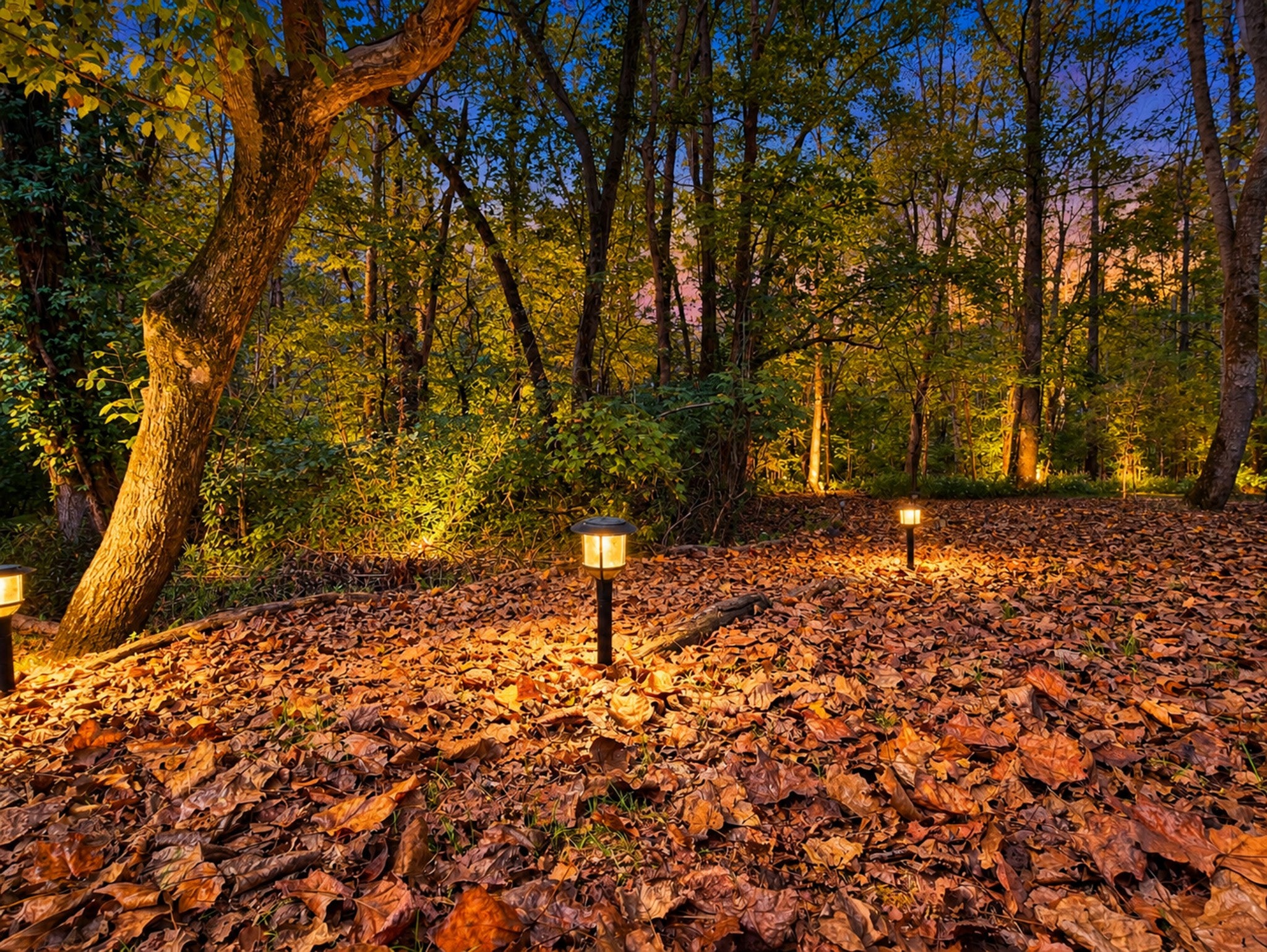 1503 Candlelit Cv