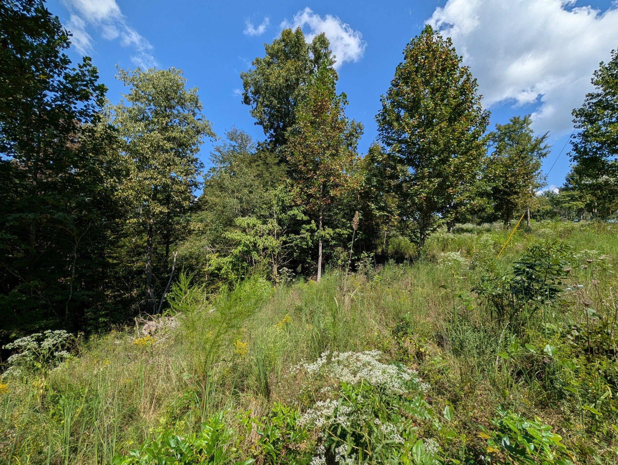 331 Ridgetop rd