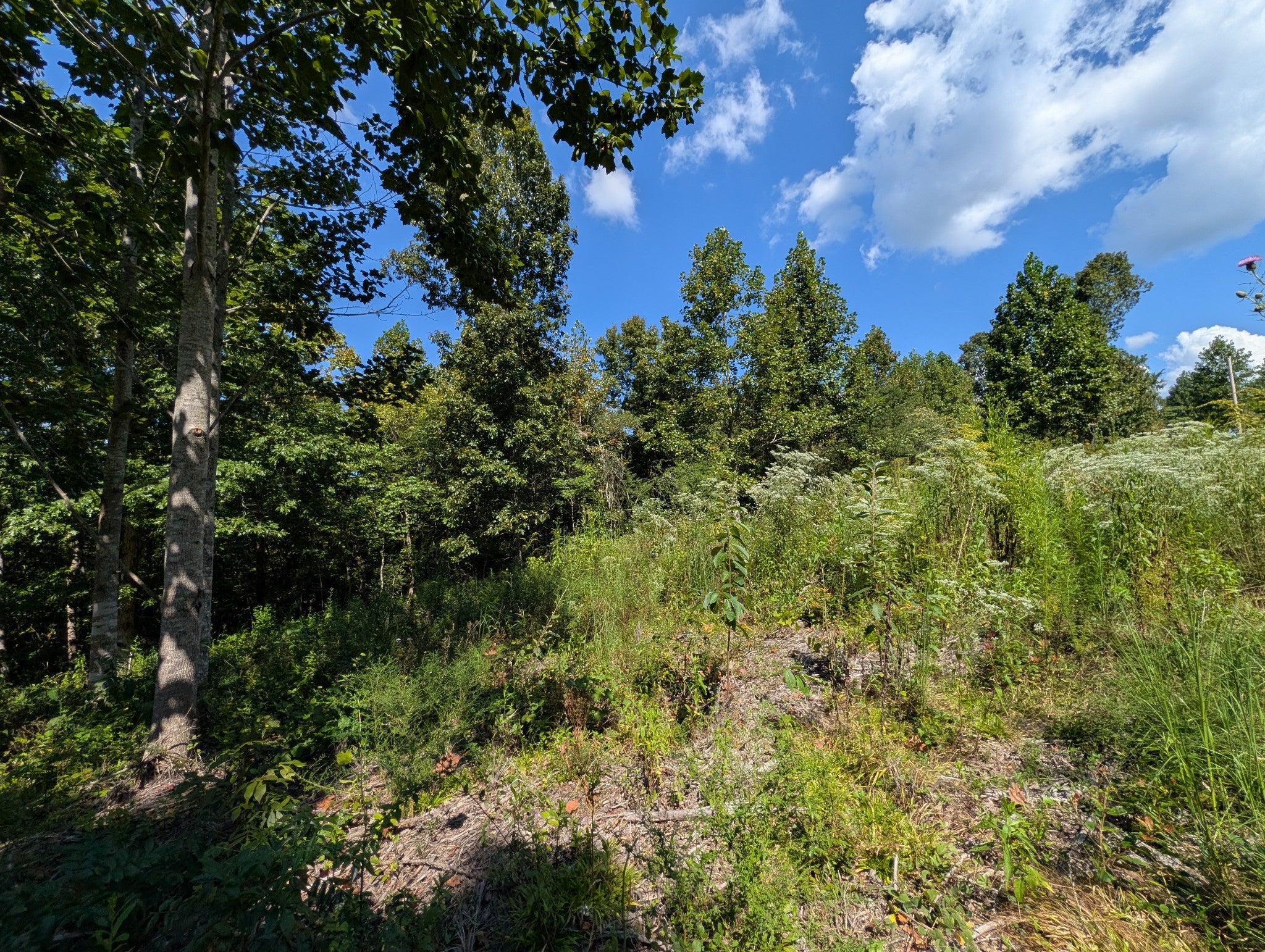 331 Ridgetop rd