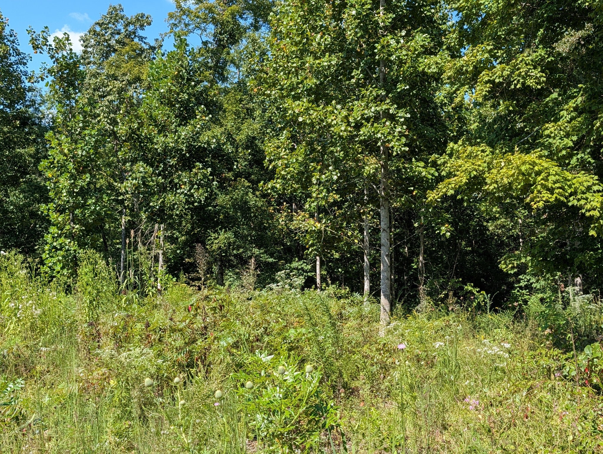 331 Ridgetop rd
