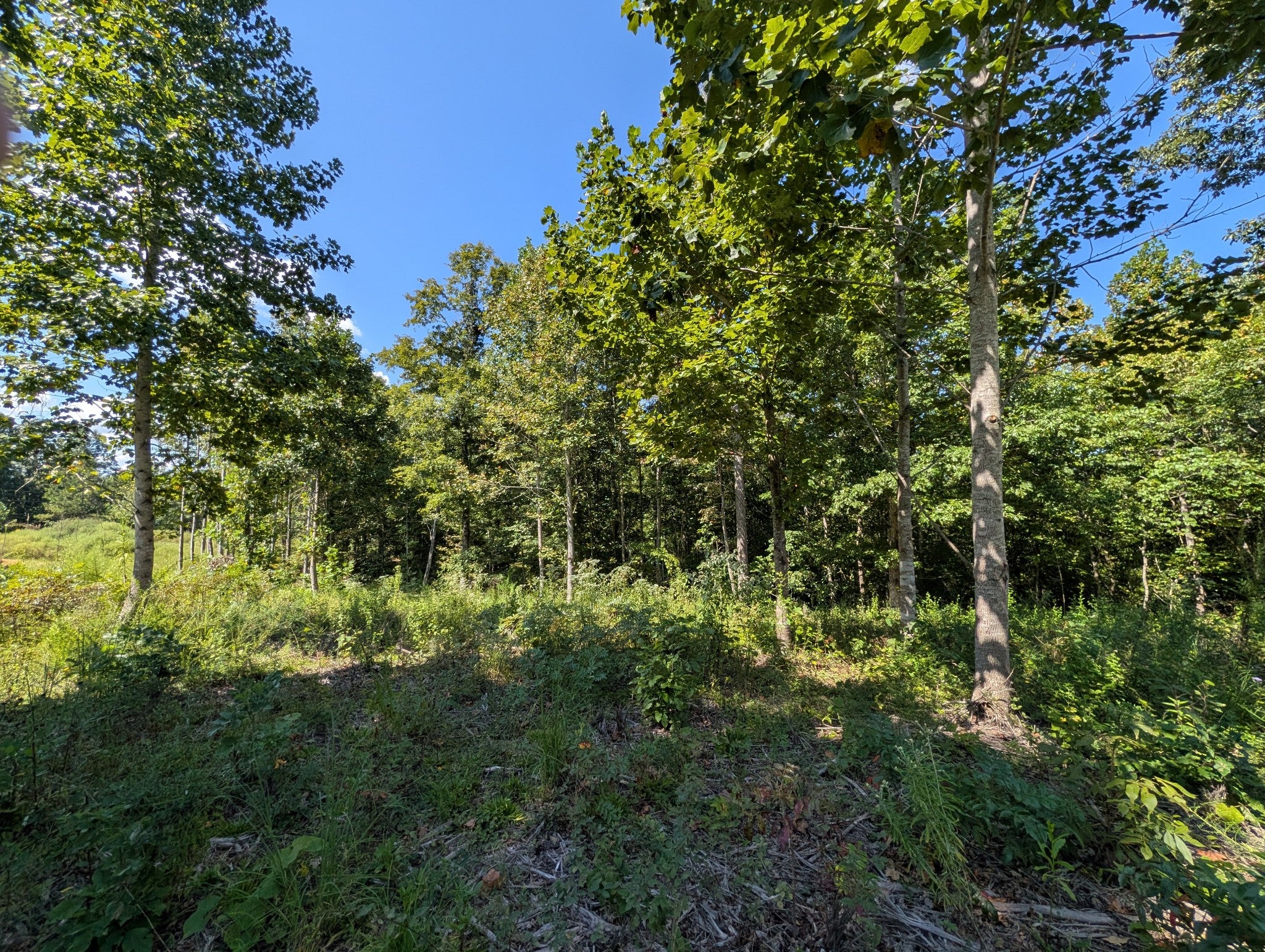 331 Ridgetop rd