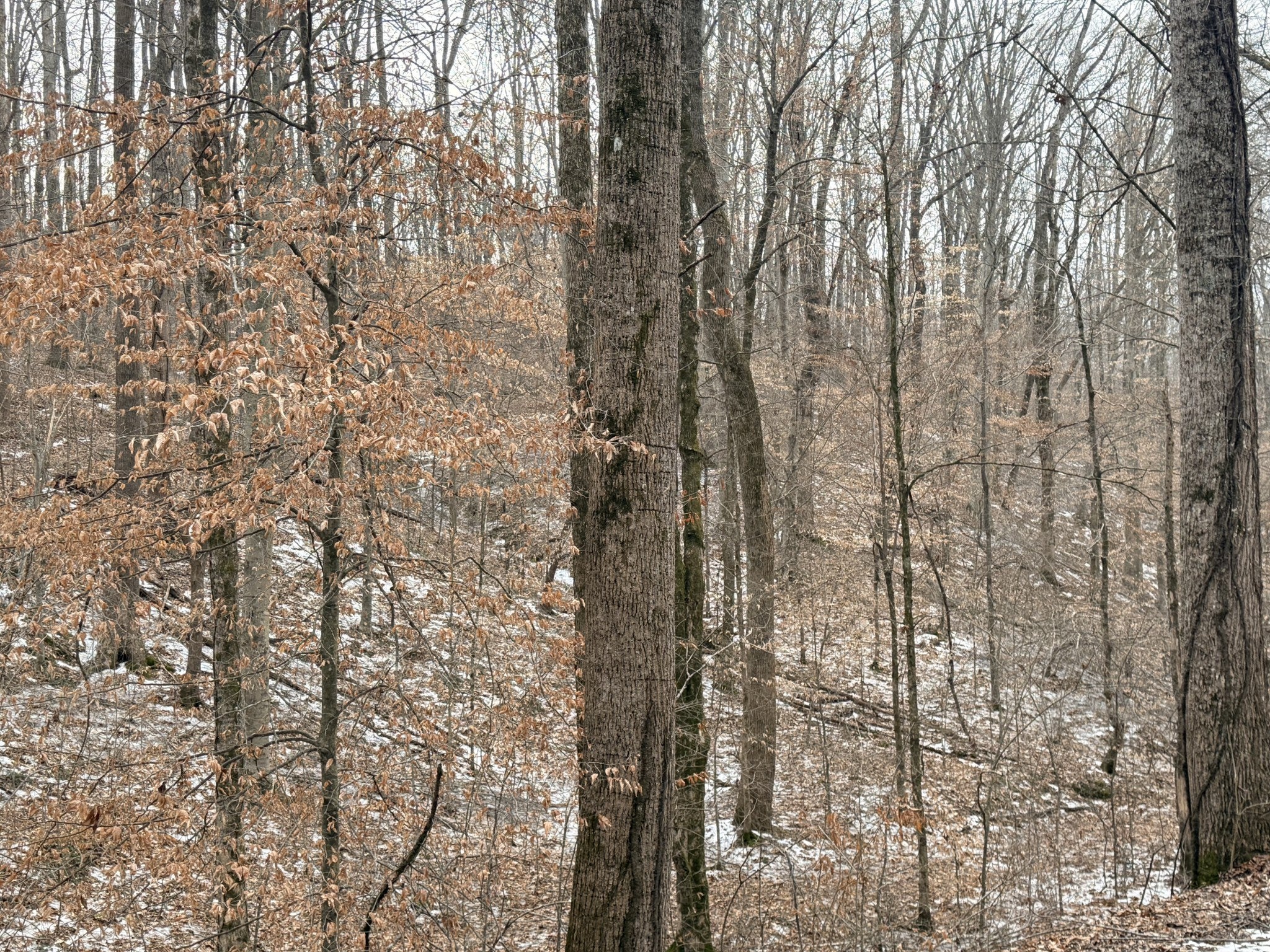 0 Scott Branch Rd