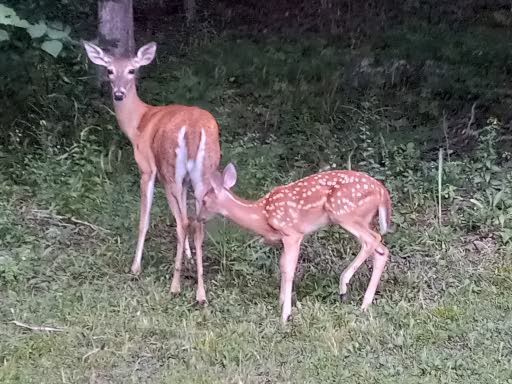 1434 N Plantation Dr