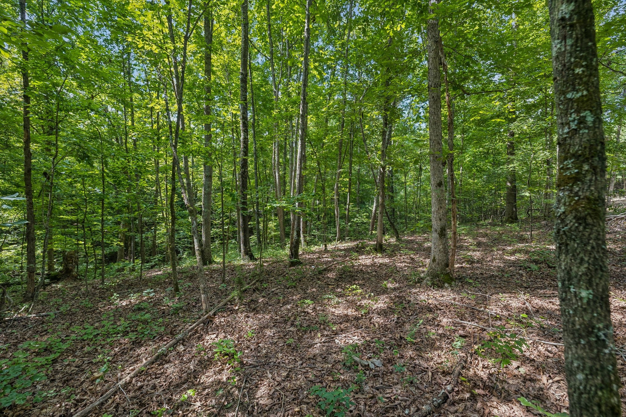 0 Falls Branch Road