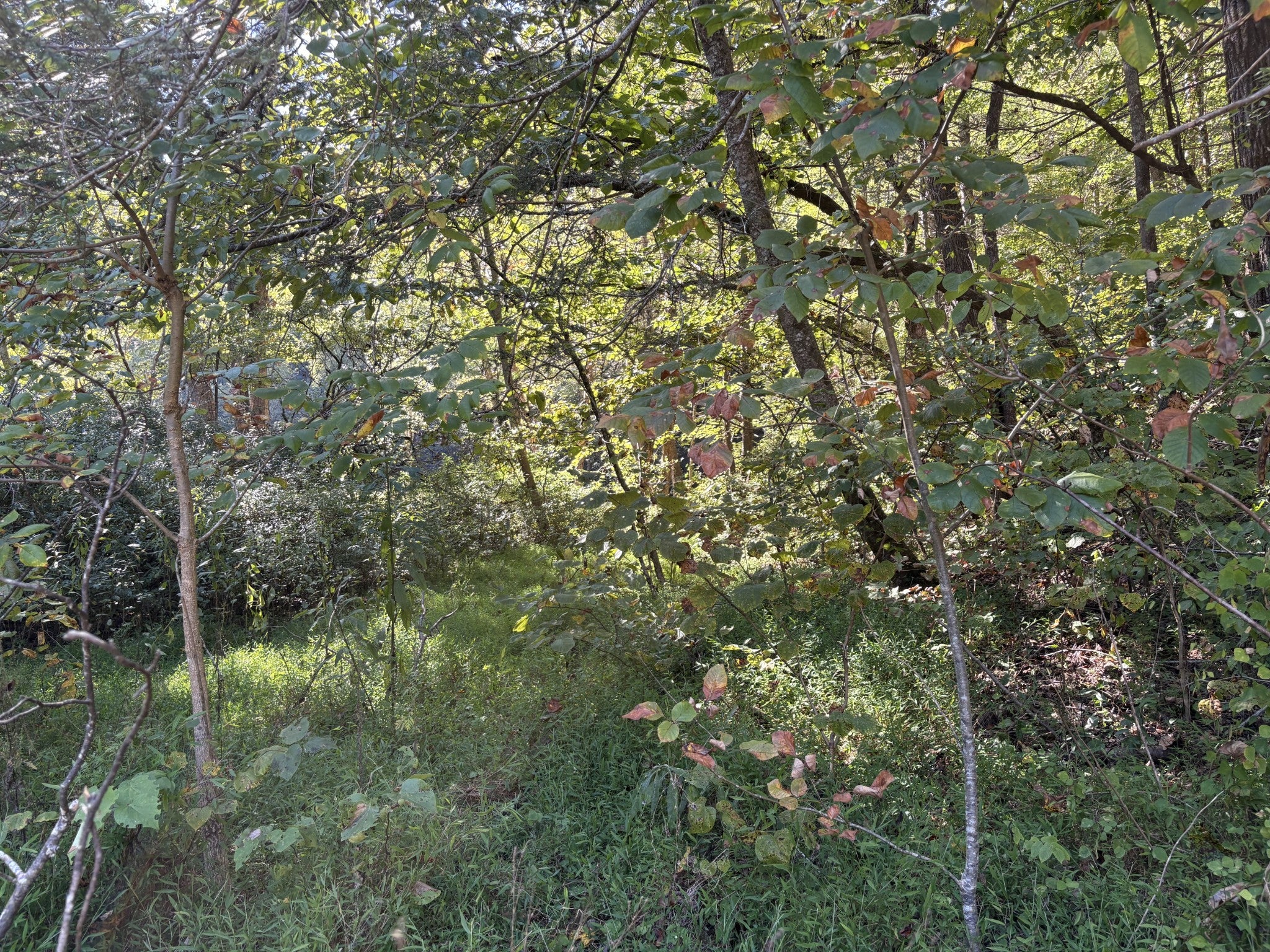 0 N Clearfork Rd