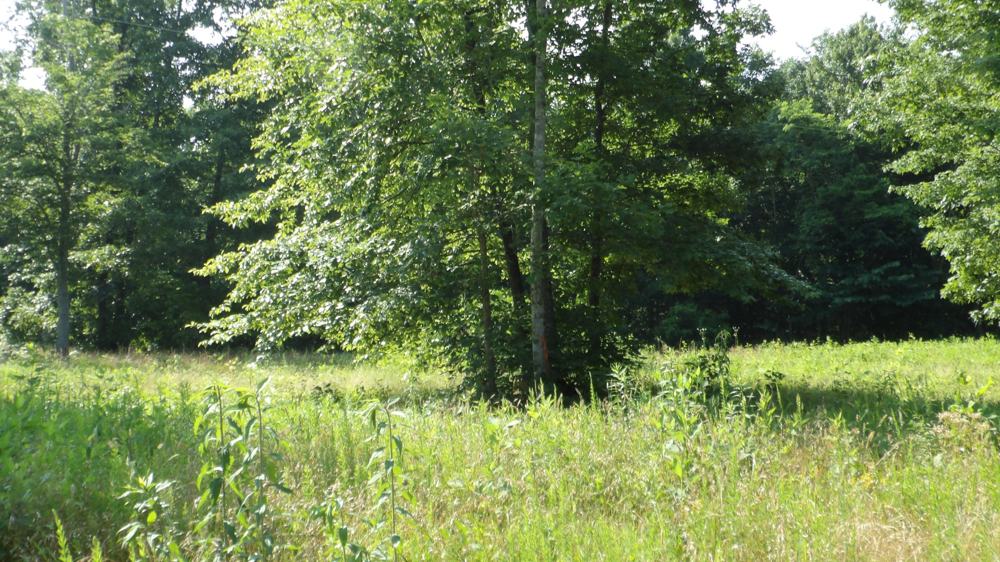 0 Pleasant Cemetery Lane