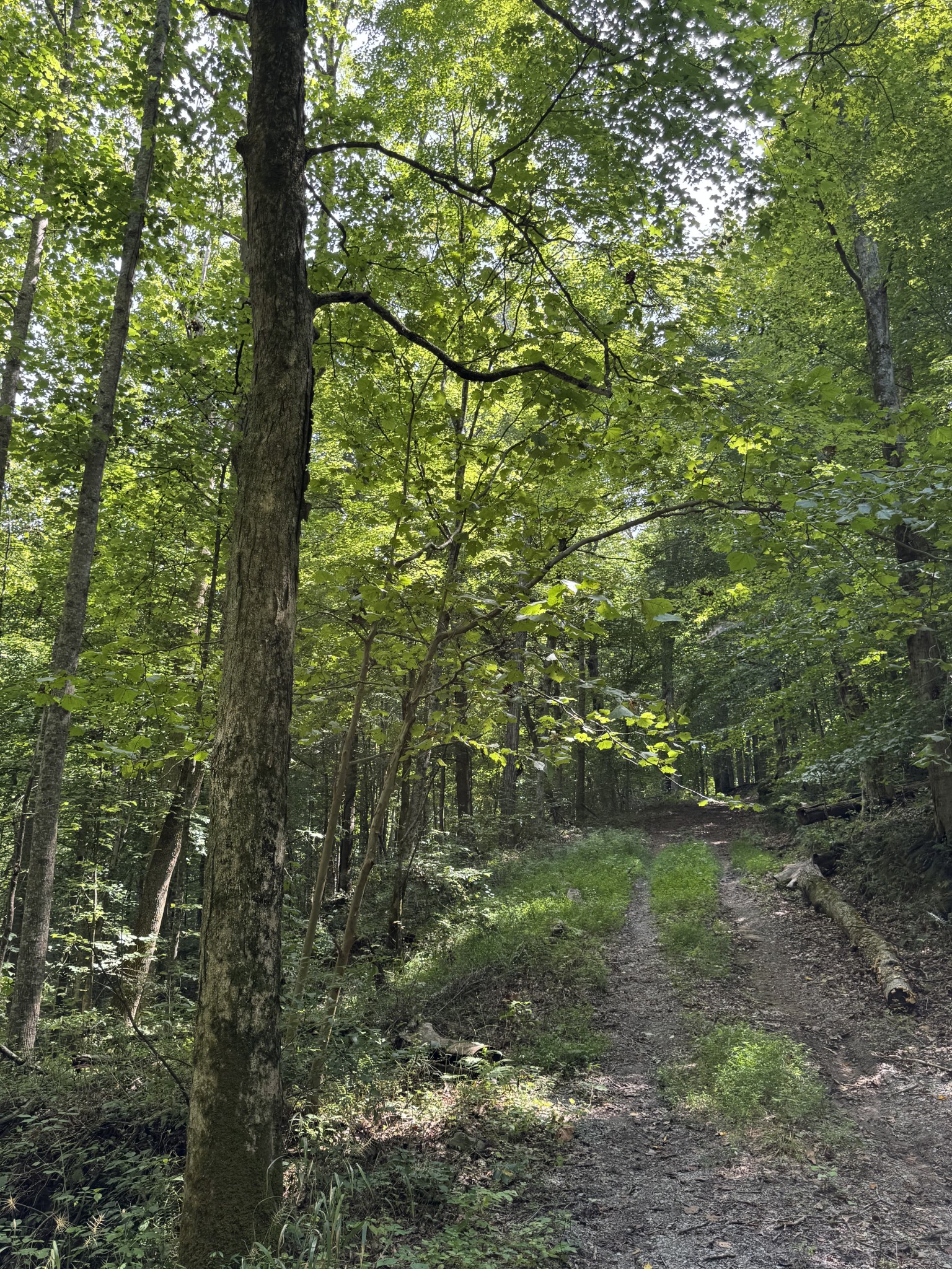 0 Albert Fentress Rd