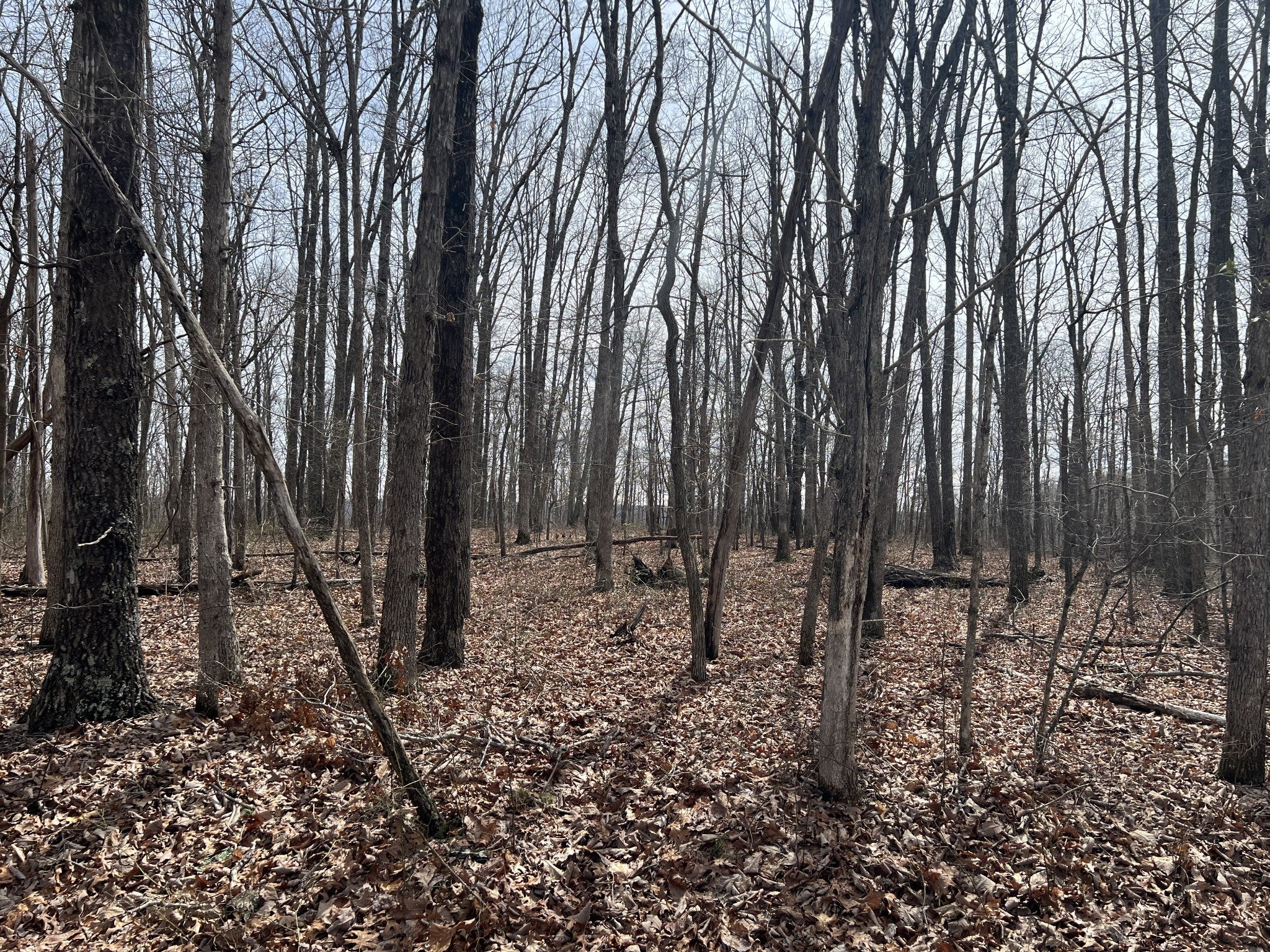 4441 Deer Run Road