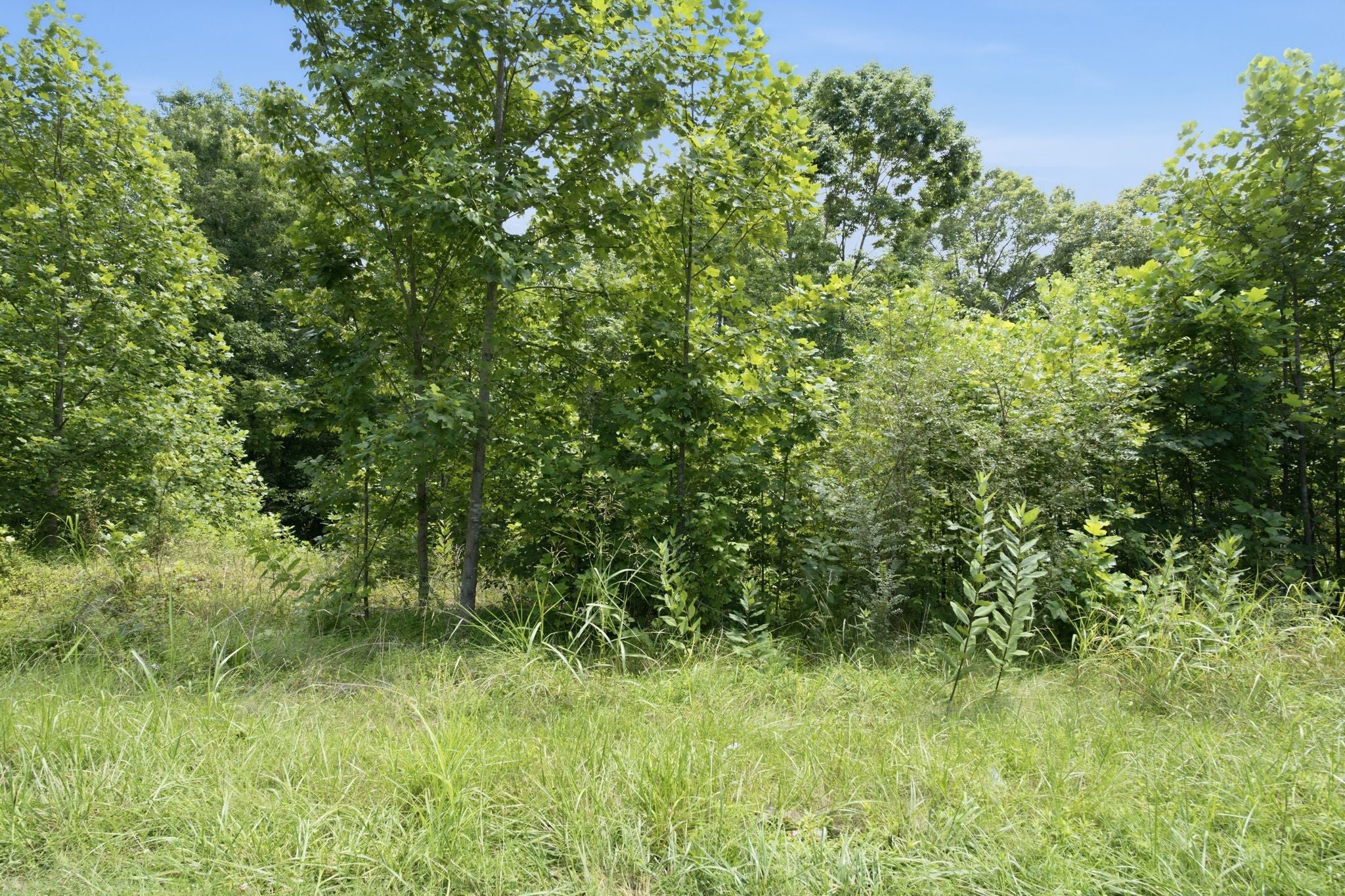0 Trailwood Court