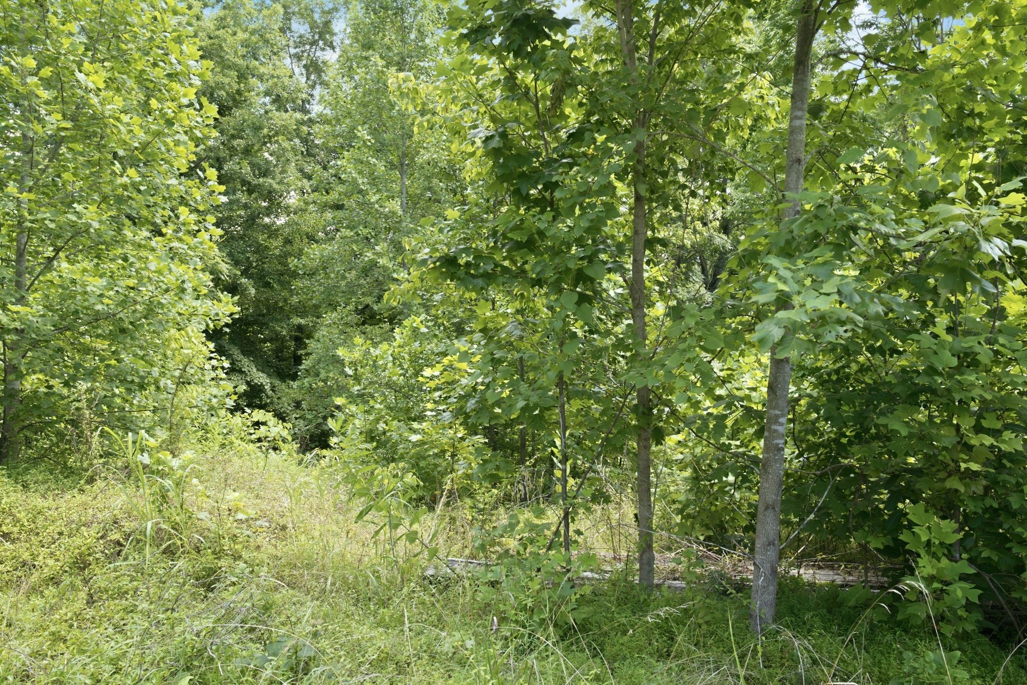0 Trailwood Court