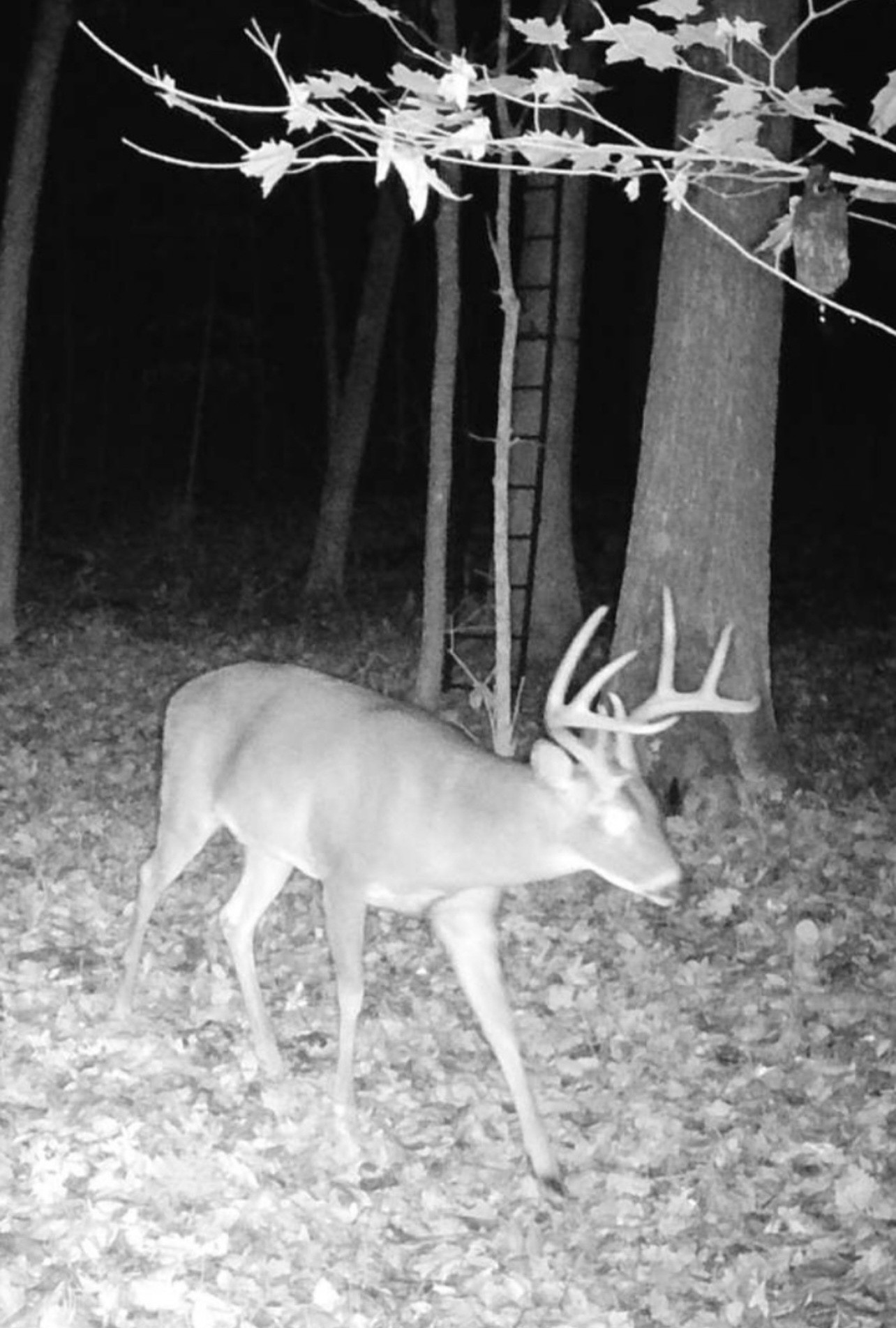 0 Hills Trace Rd