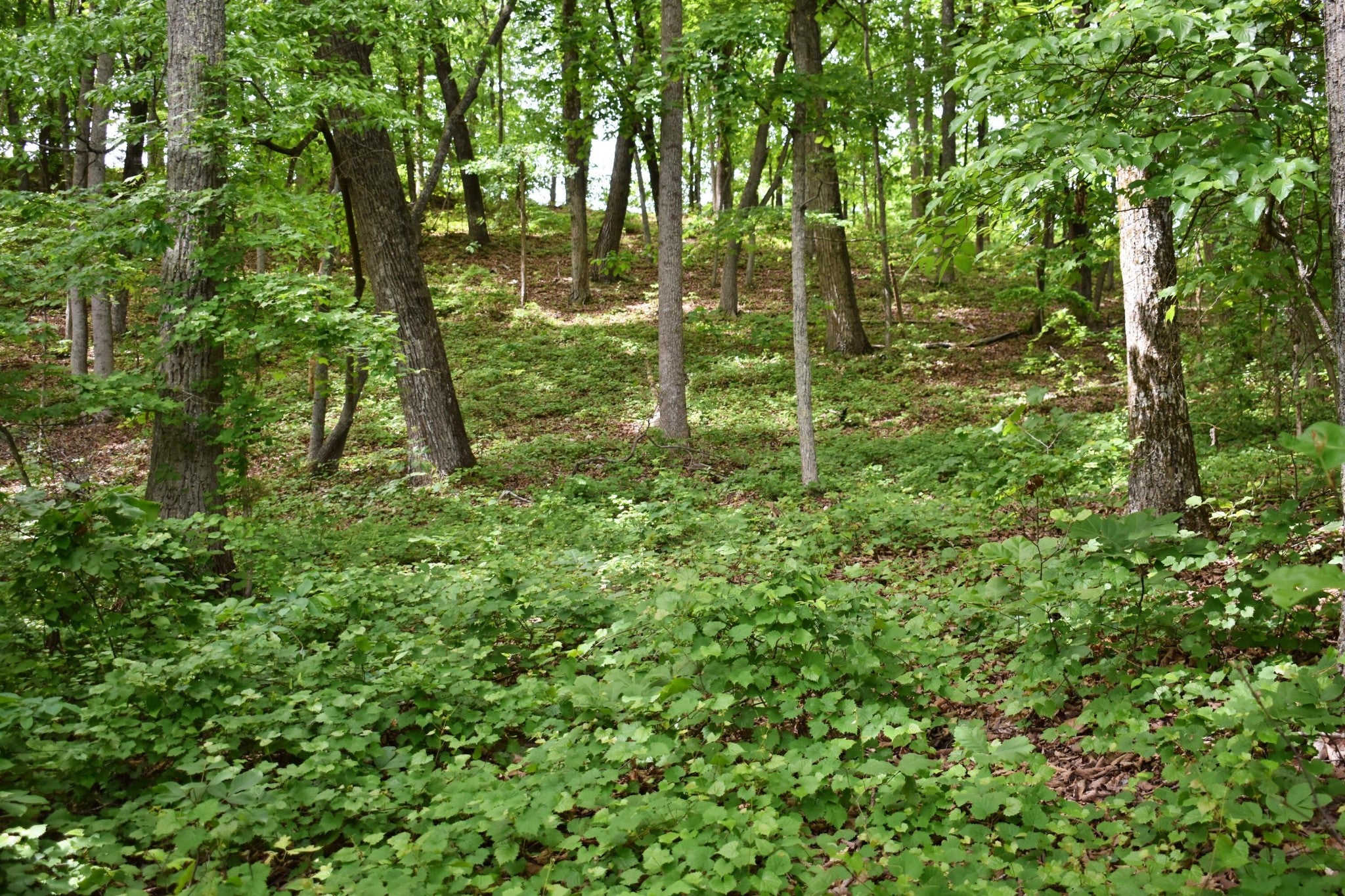 450 Hidden Forest Trail