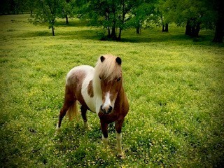 6628 Bethesda Arno Rd