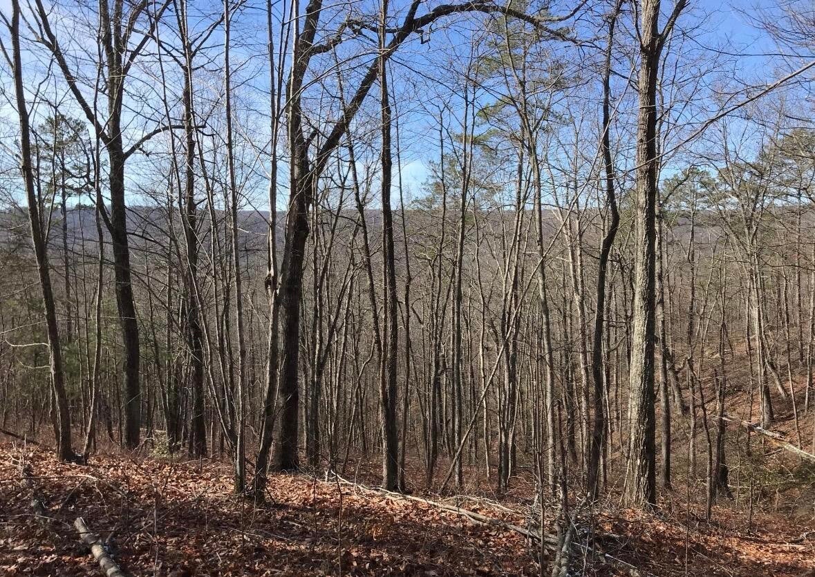 0 Chestnut Oak Drive