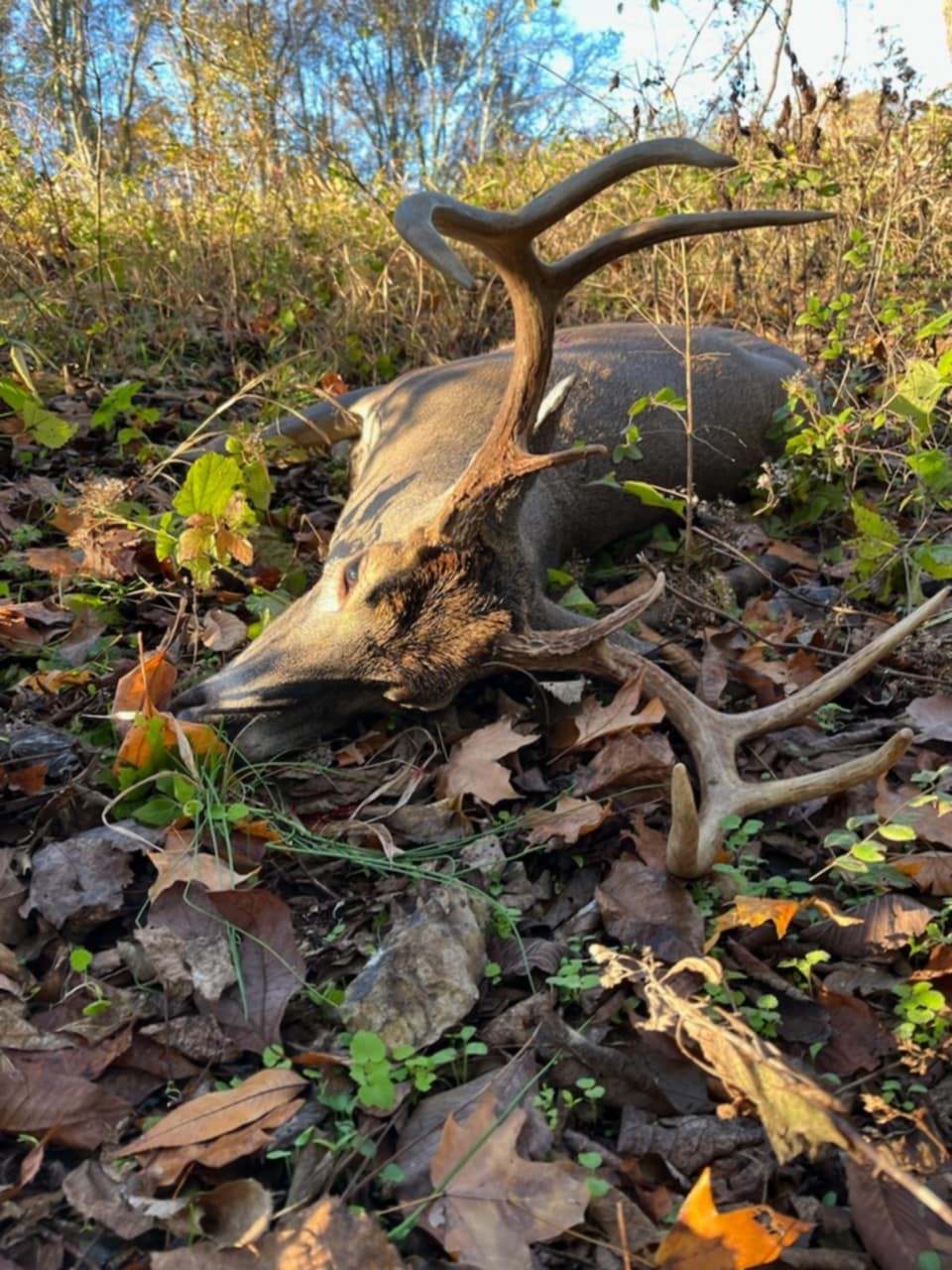 3264 Martin Hollow Rd