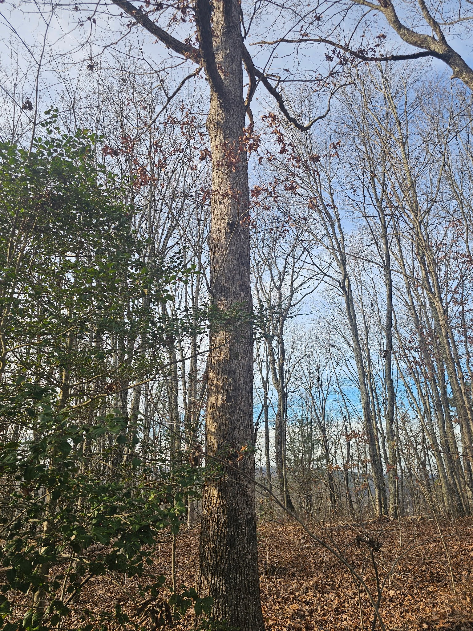 2900300 Smith Mountain