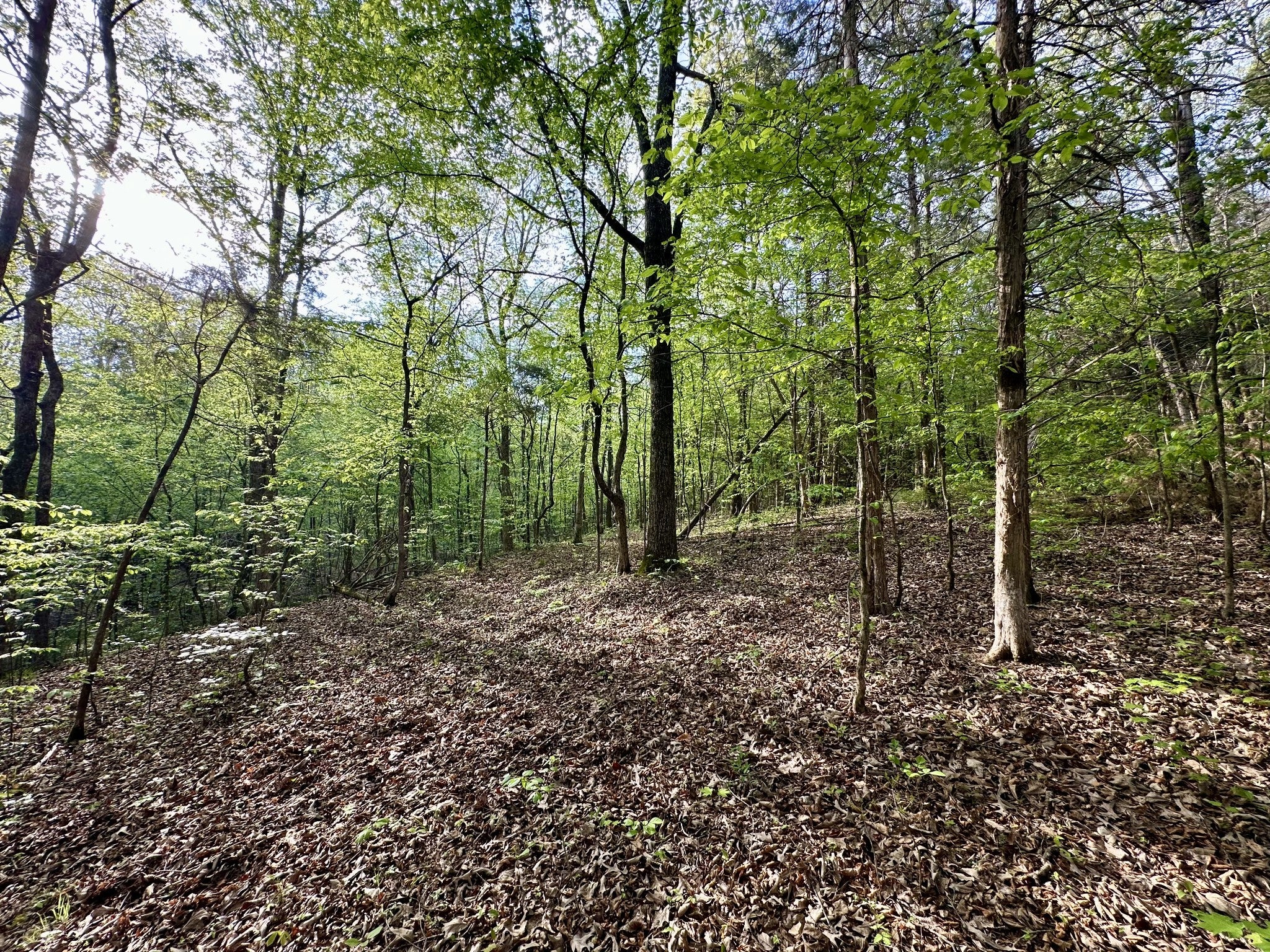 828 McCord Hollow Rd