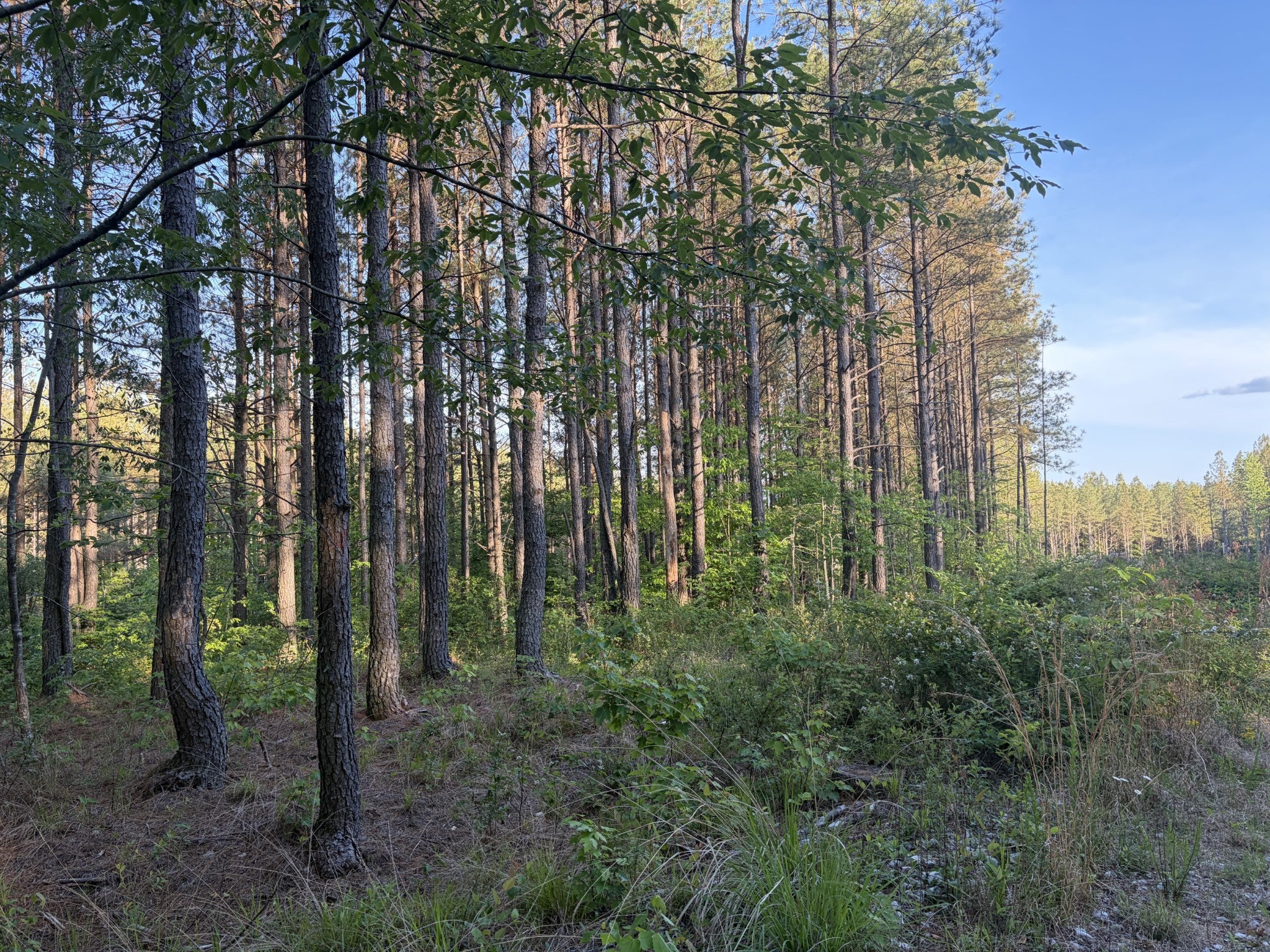 0 Black Bear Lane