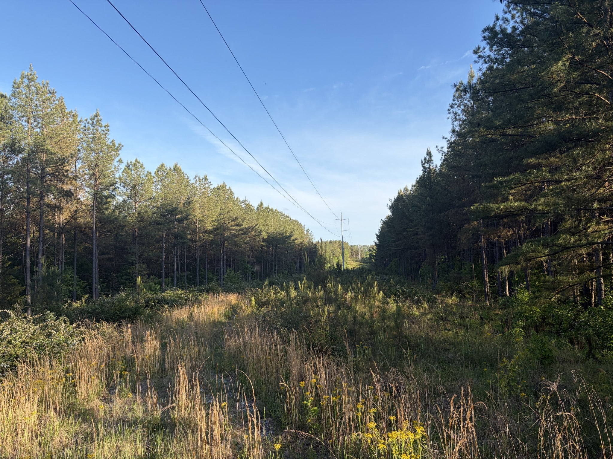 0 Black Bear Lane