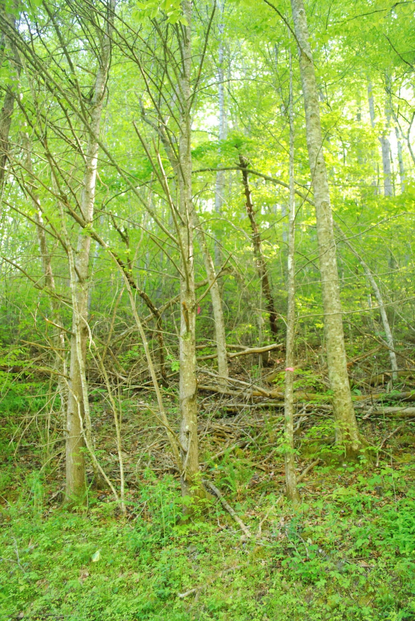 1132 Cole Lane