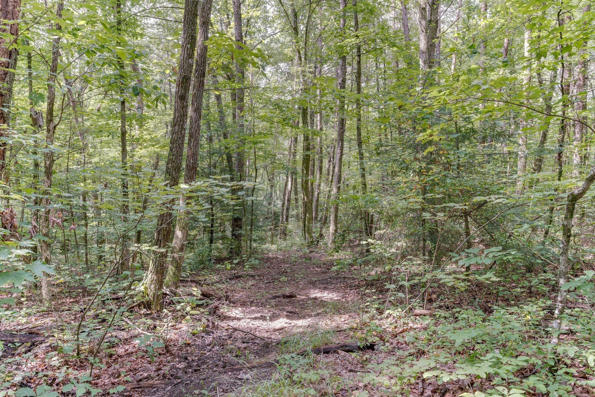 484 Deer Lick Trail