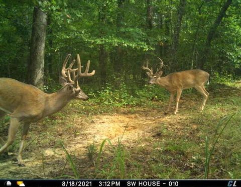 0 Sulphur Creek Road Big Sandy TN 38221